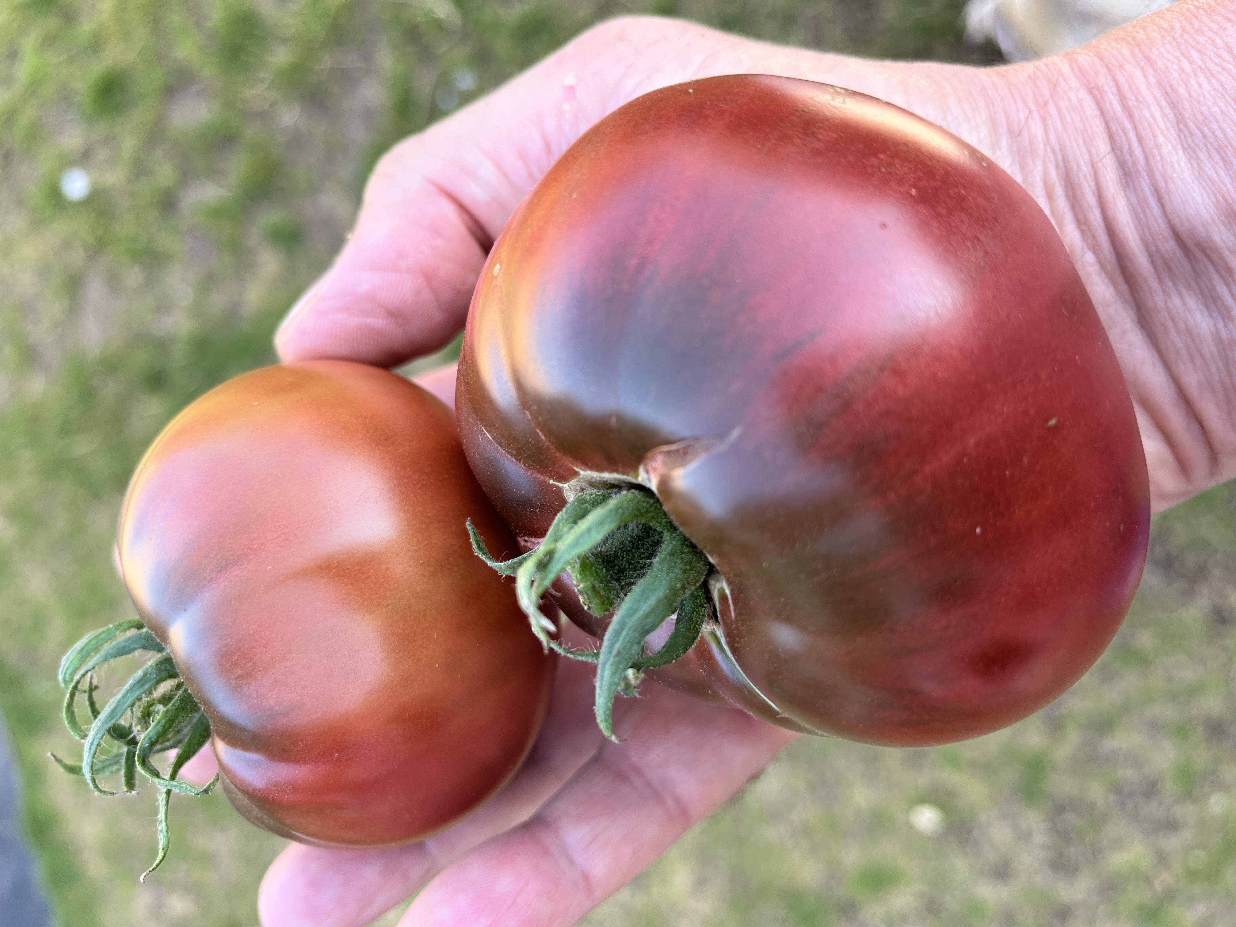 Cherokee Purple