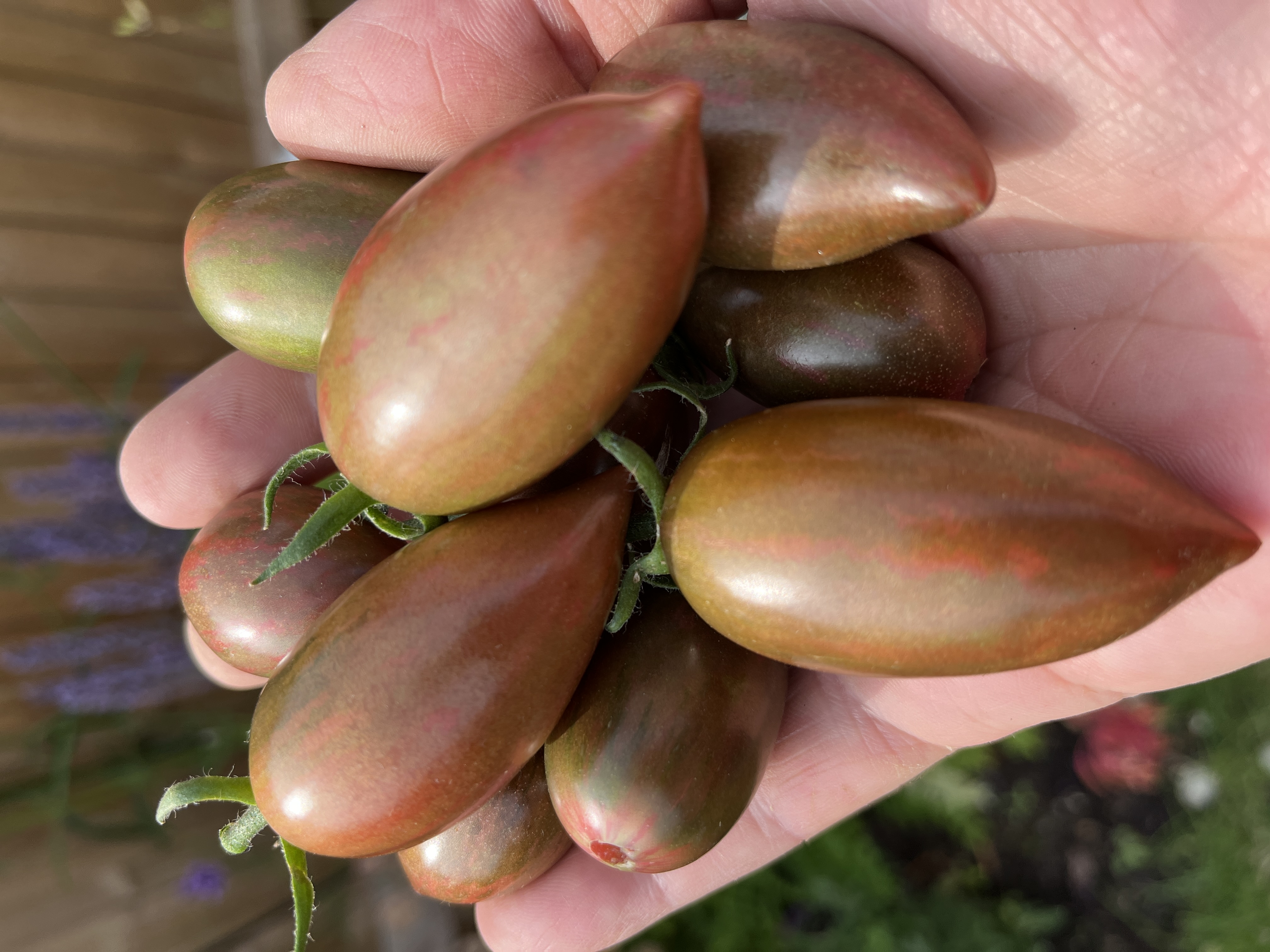 Purple Smaragd