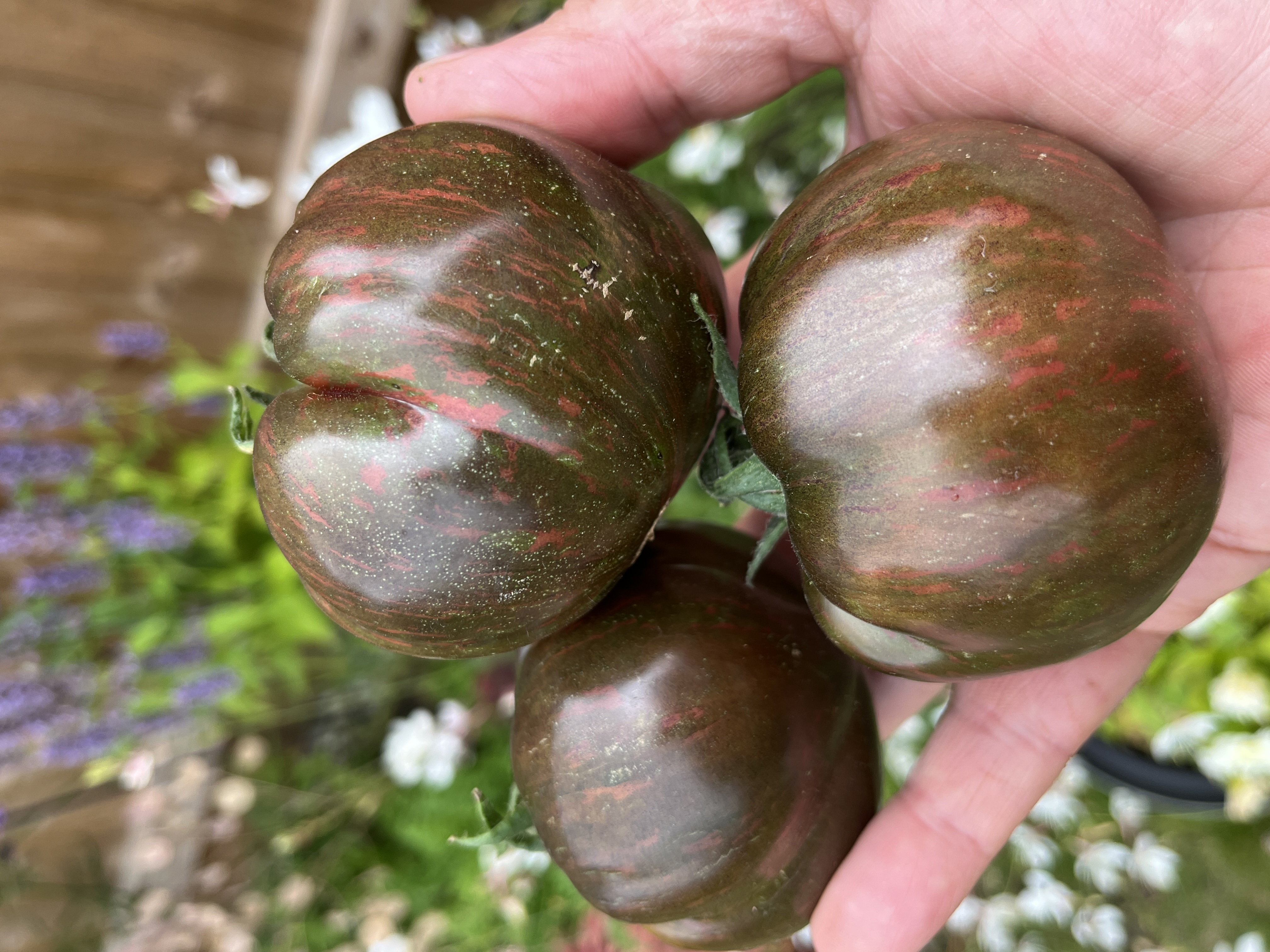 Blood Moon NRTomatoseed