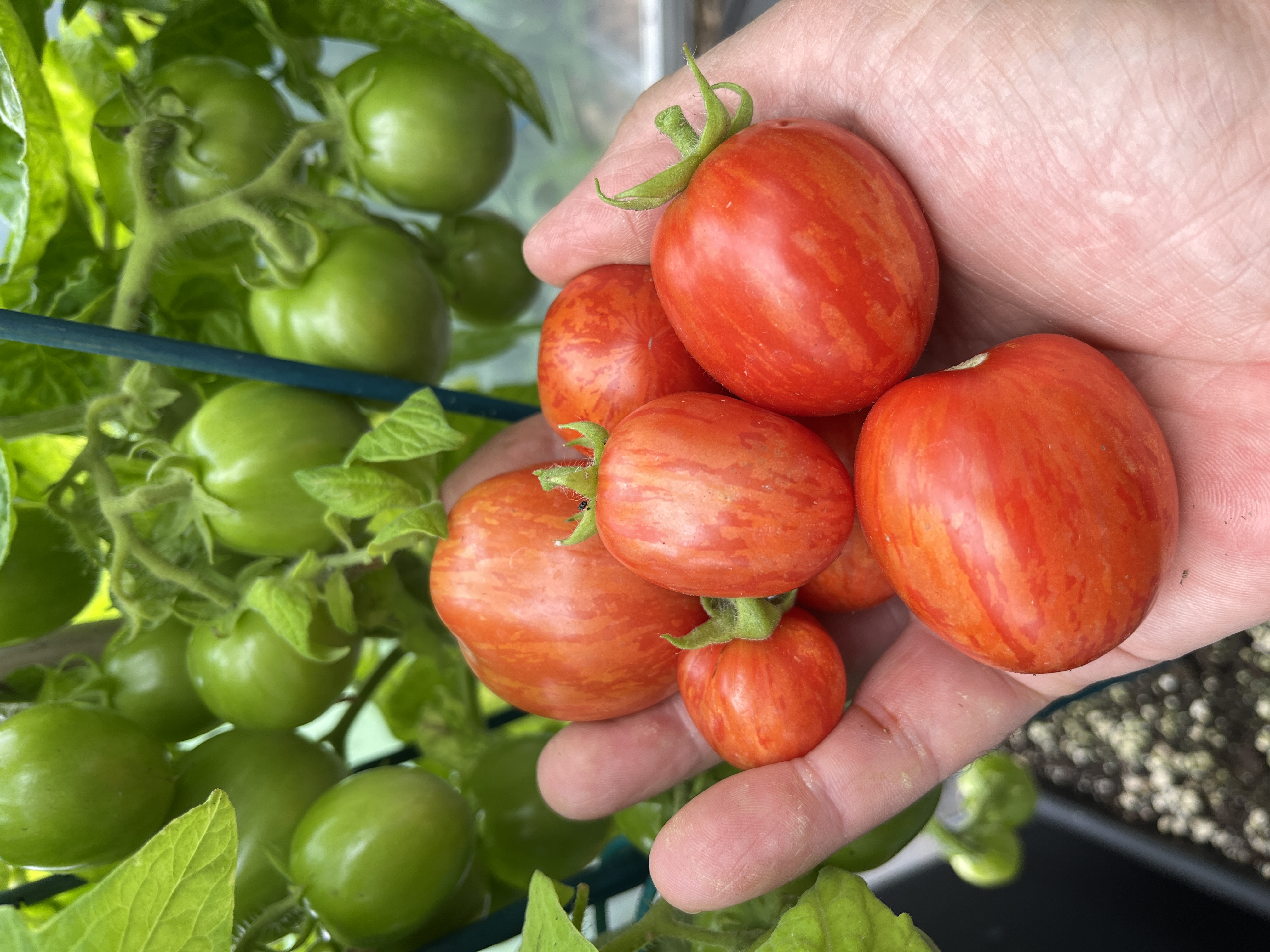 Tigret Red