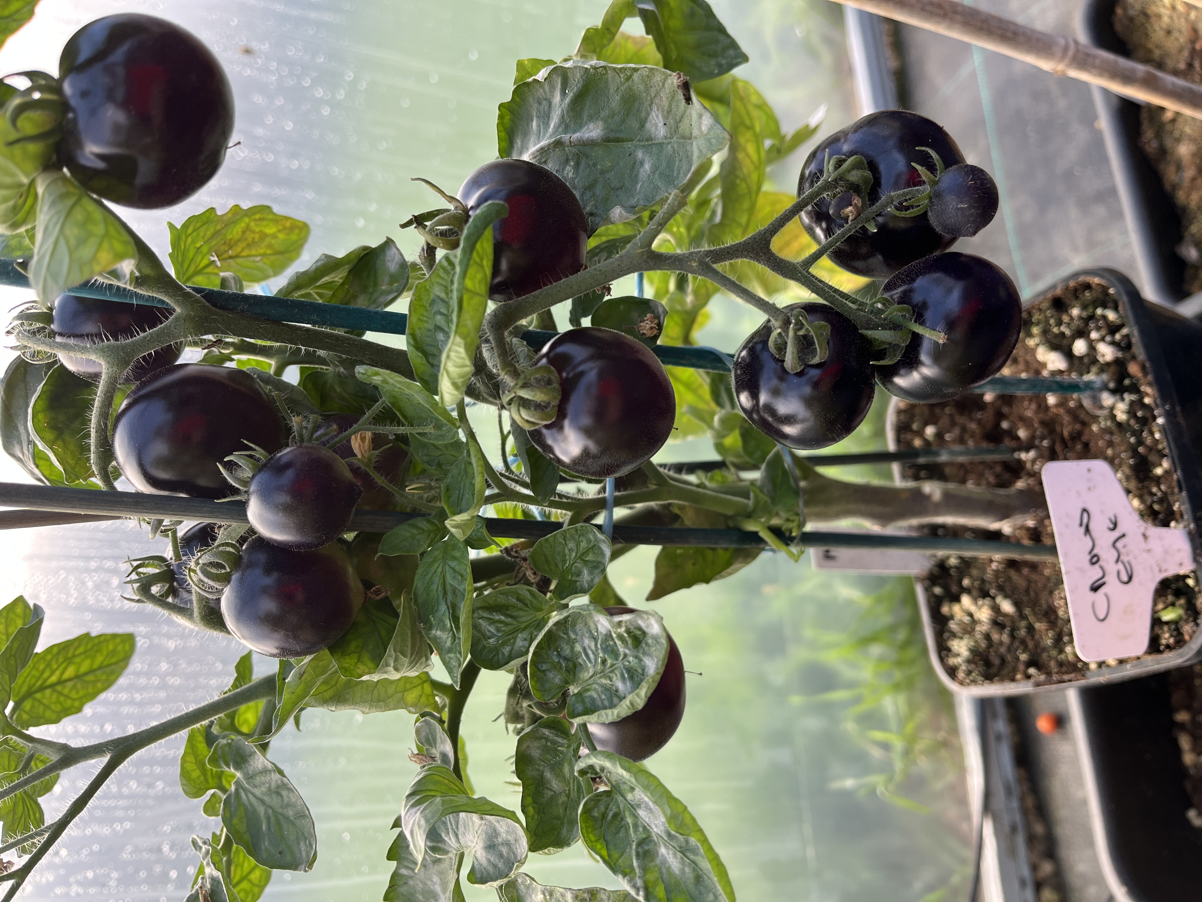 Crow's Eye (Vorony Glaz)