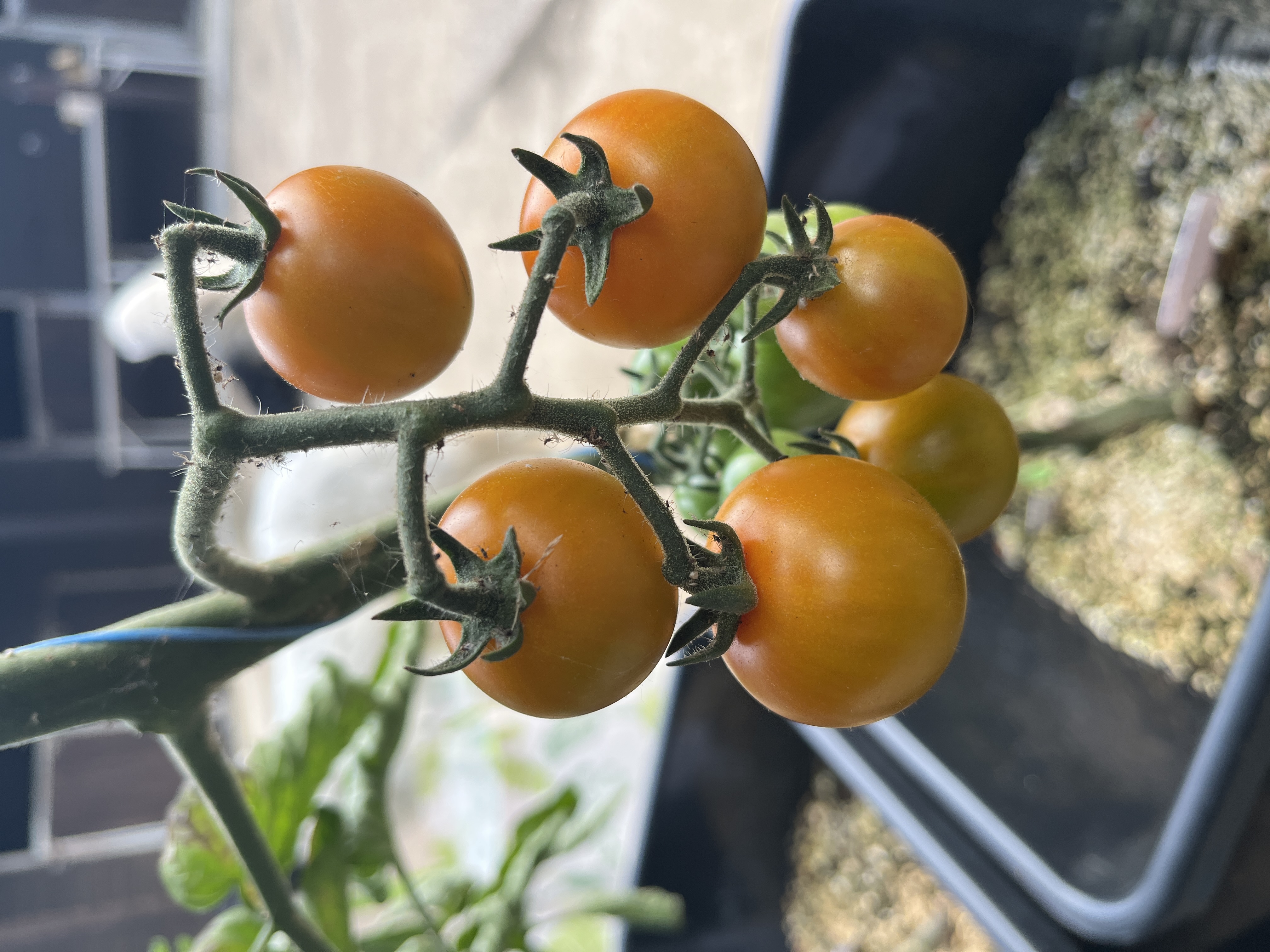 Copper Currant