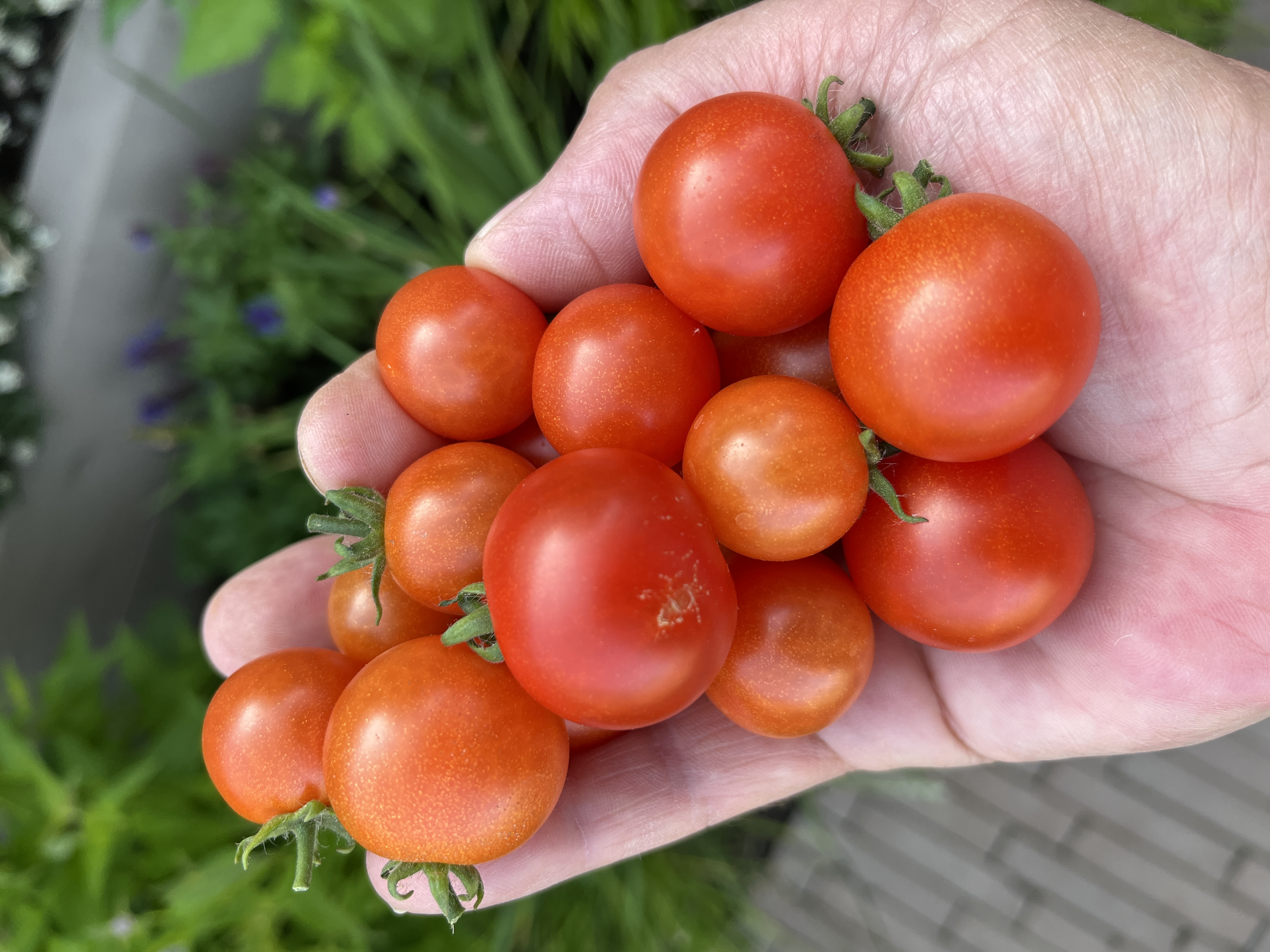 Balcony Red