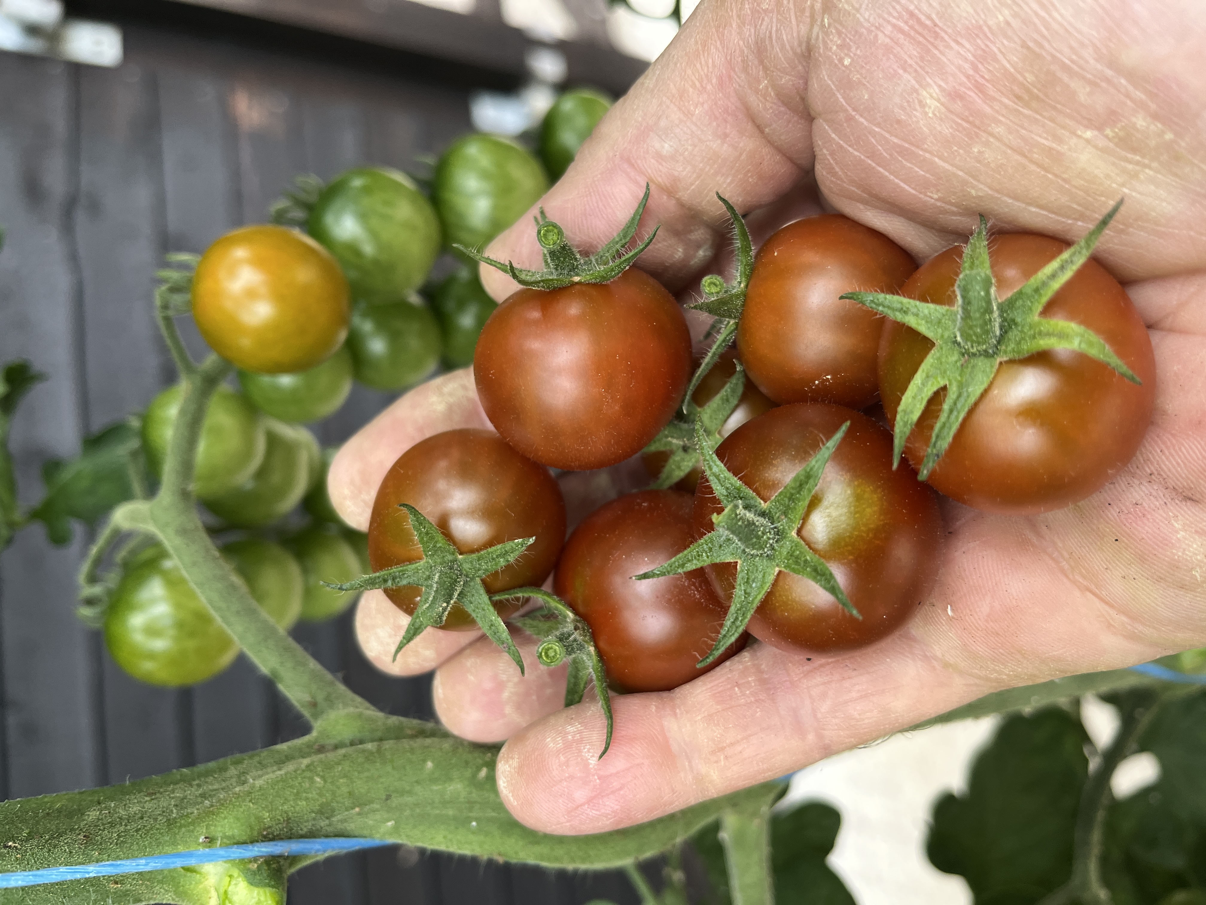 Copper Currant