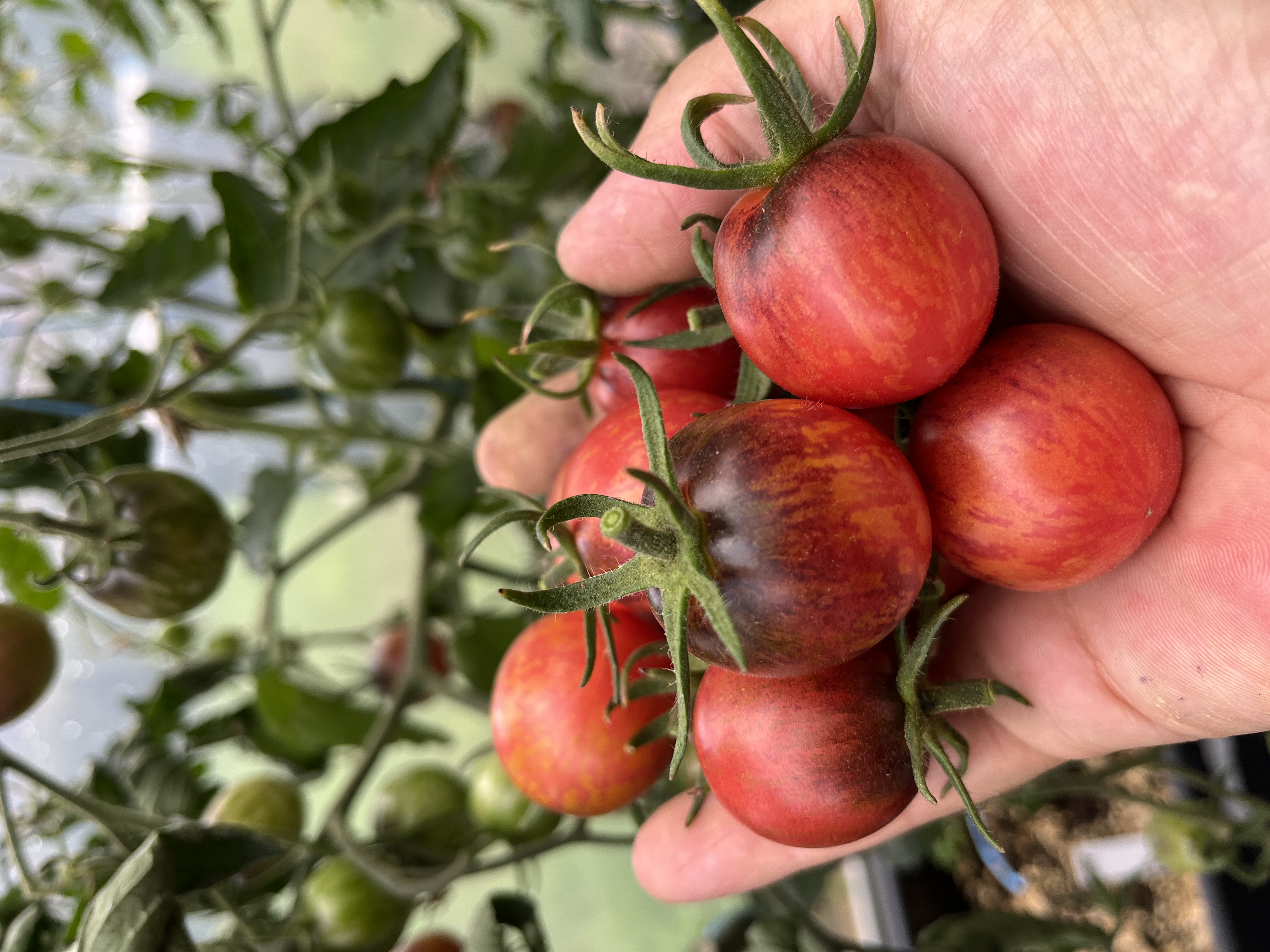 Raspberry Burst