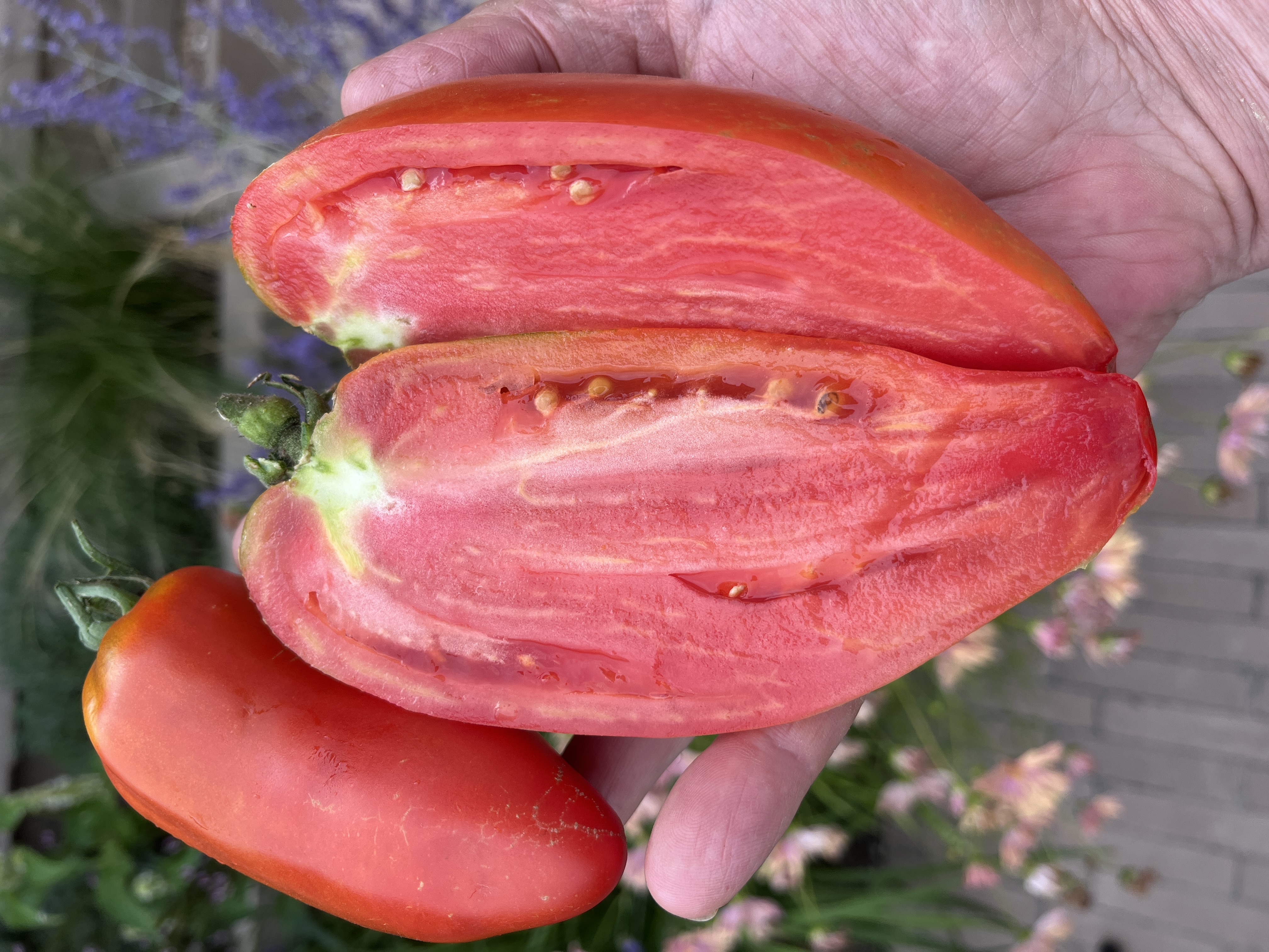 Sylvana's Plum