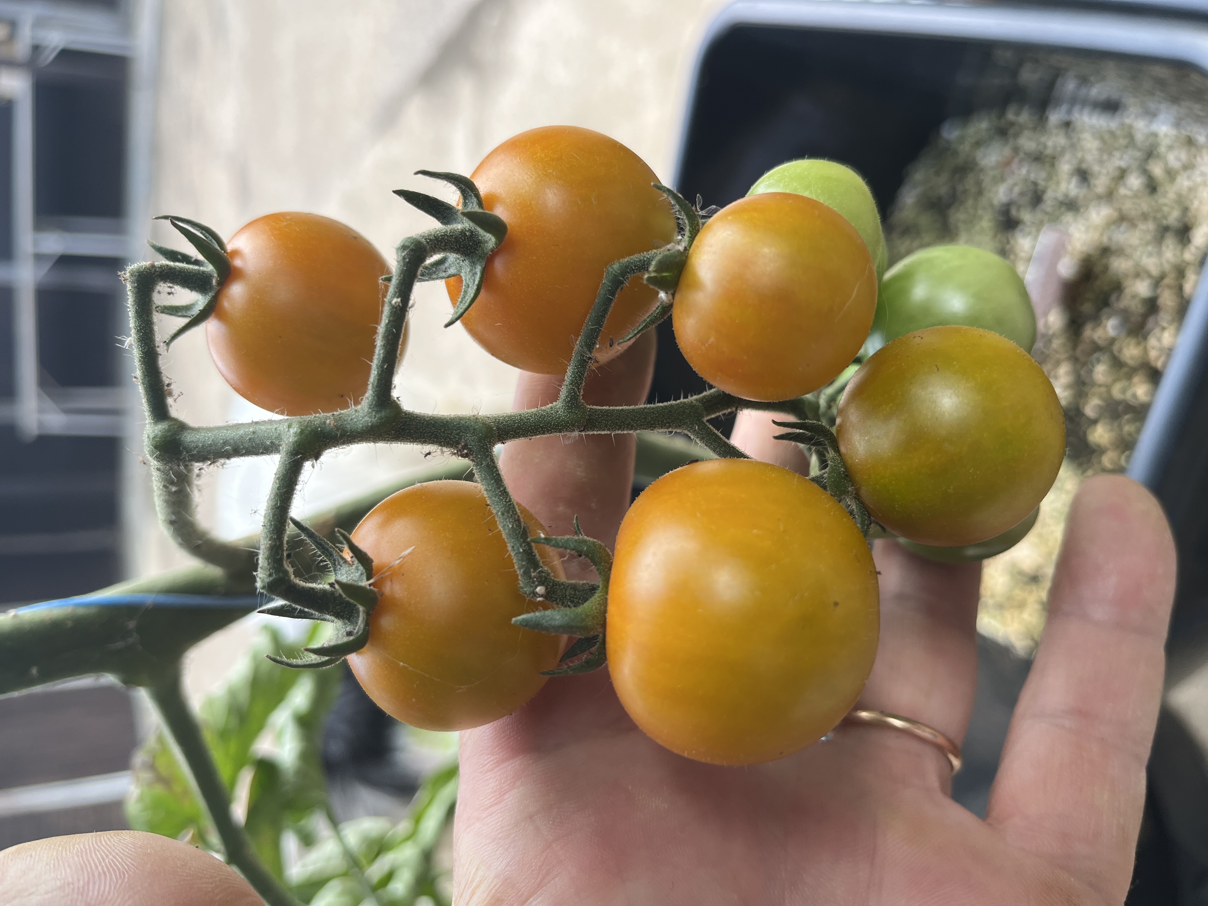 Copper Currant