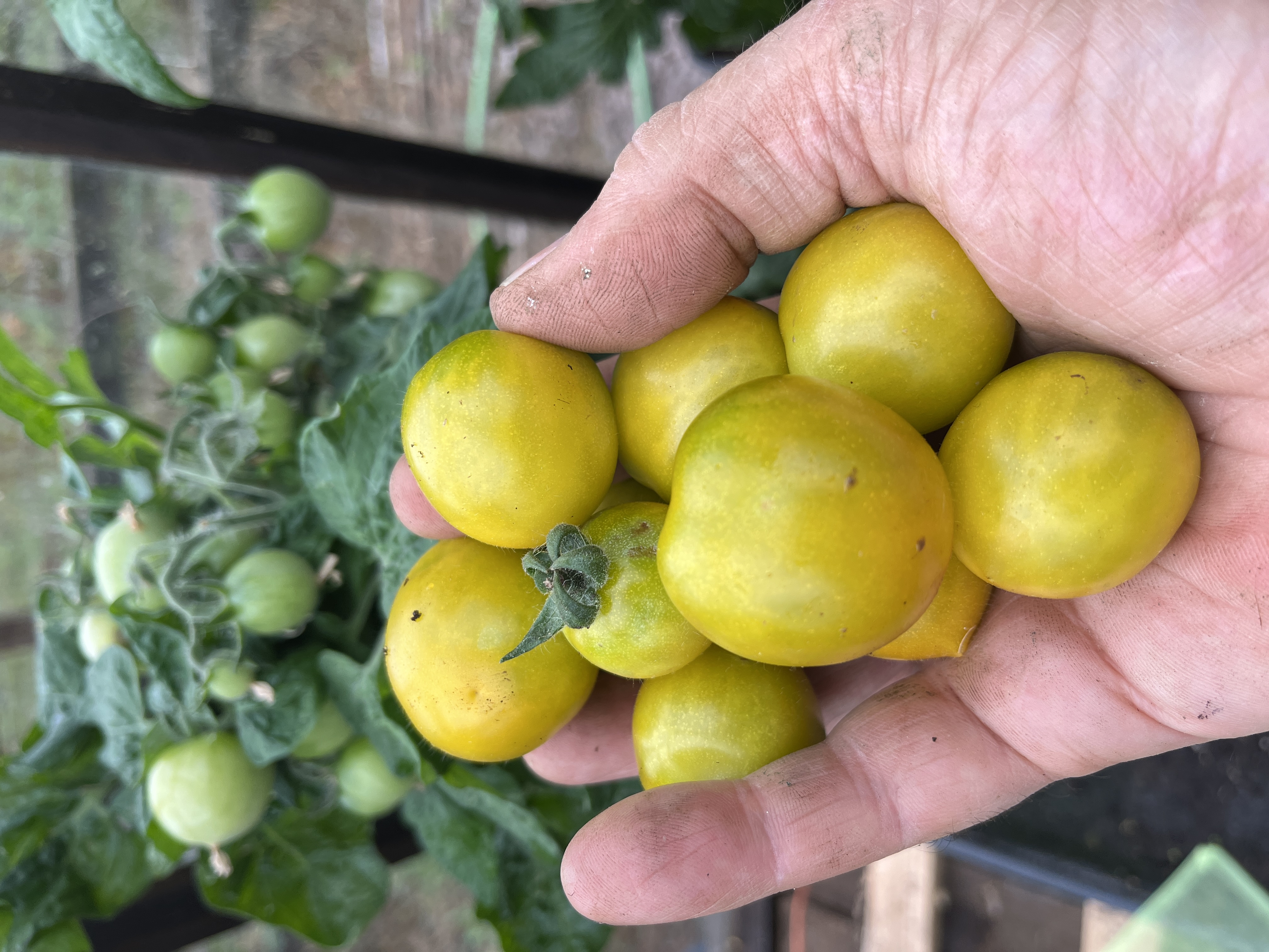 Tigret yellow