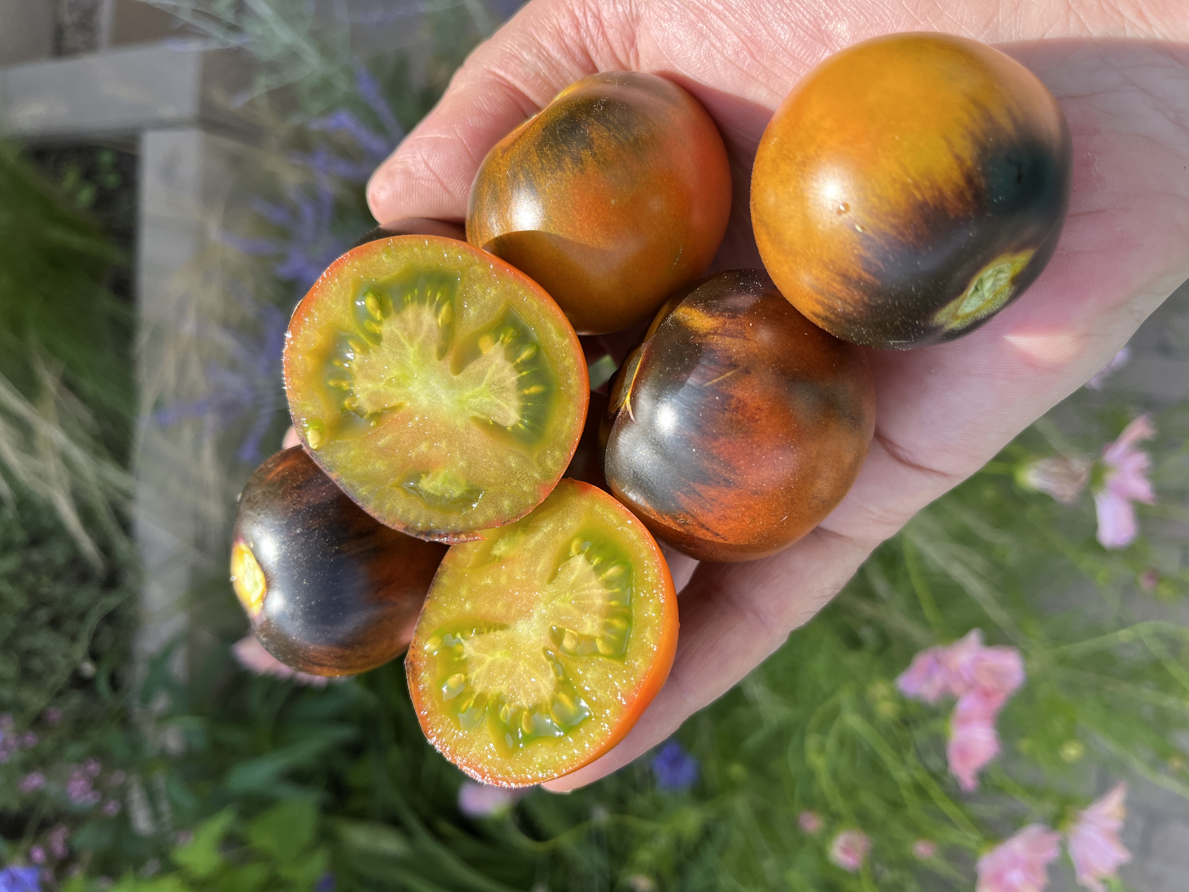 Copper Olive