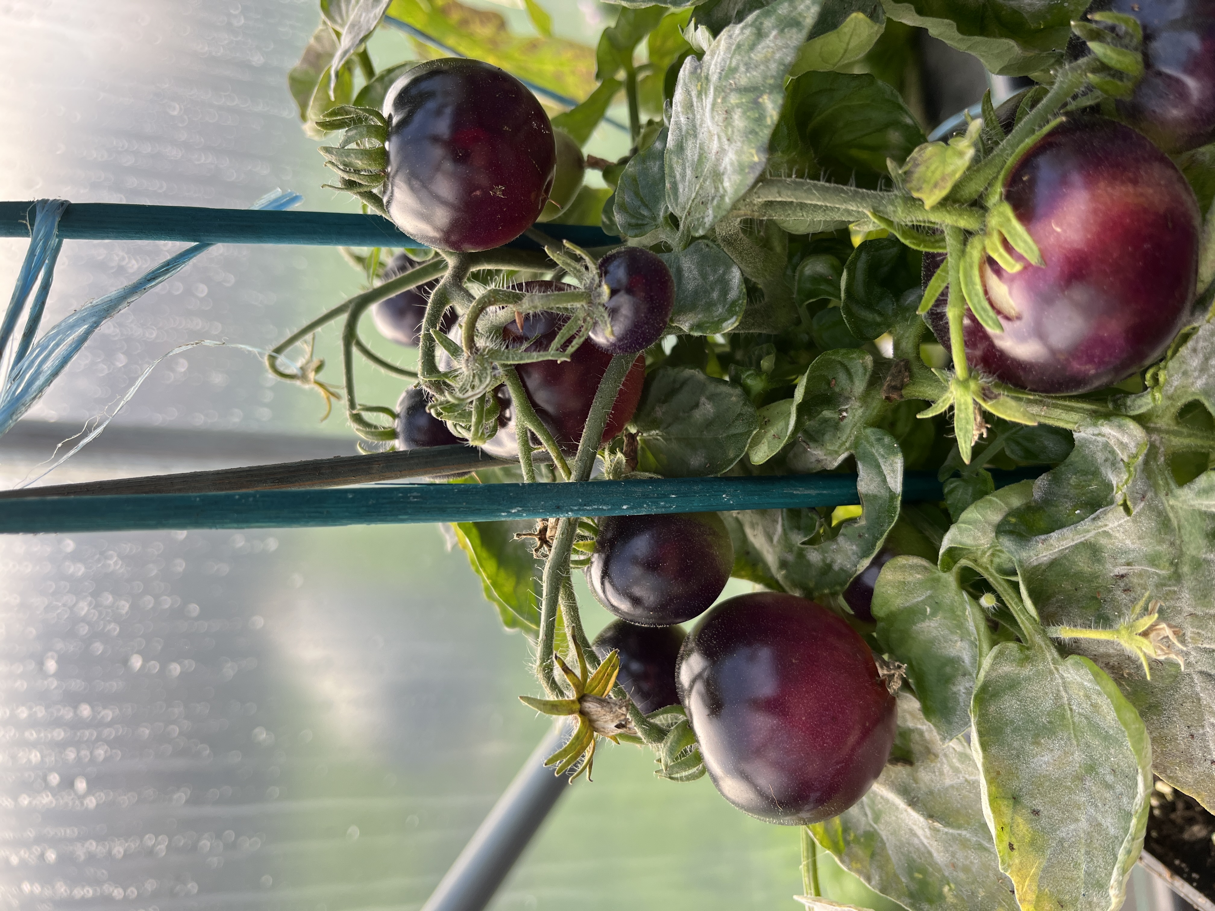 Crow's Eye (Vorony Glaz)