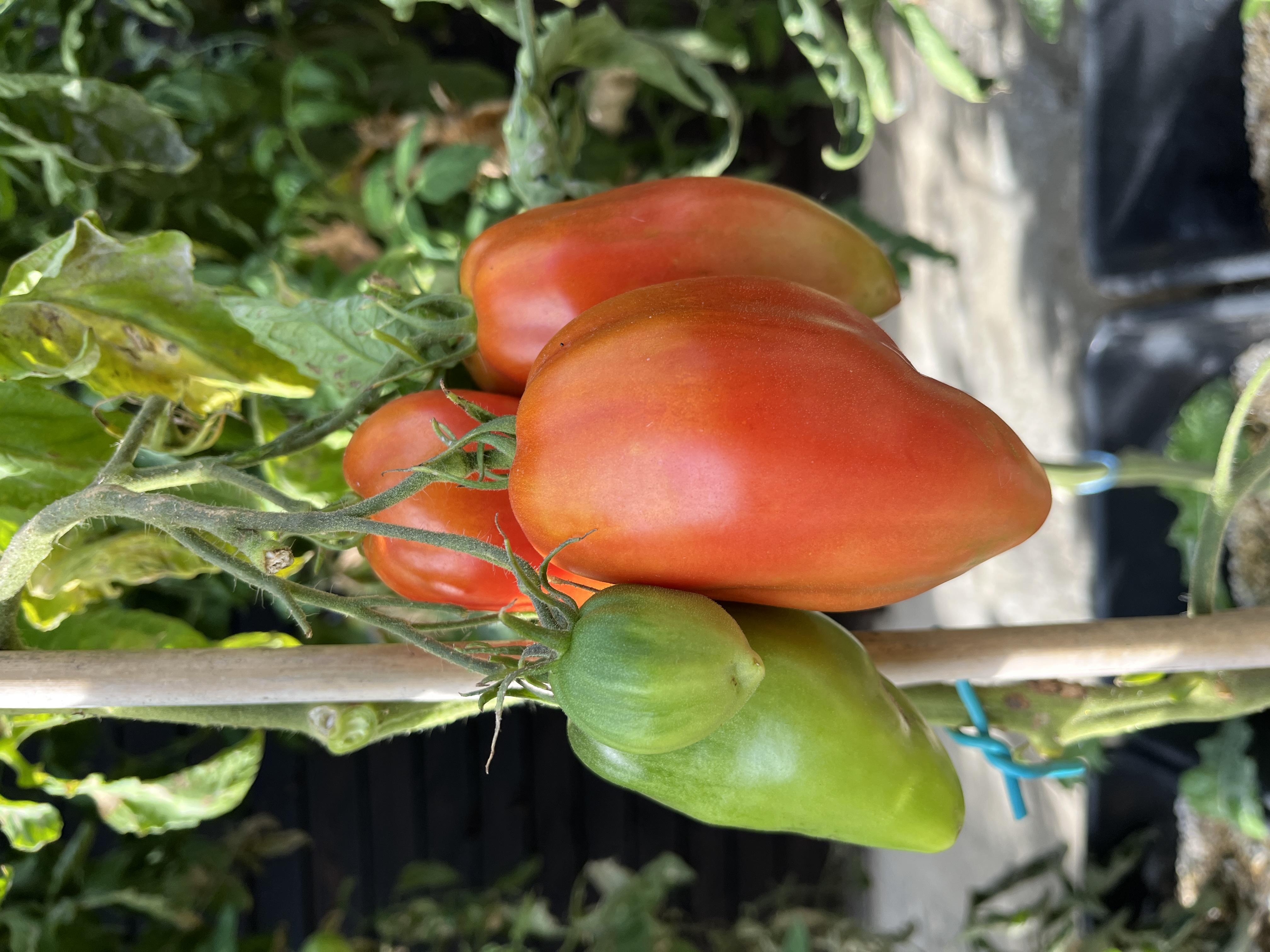 Sylvana's Plum