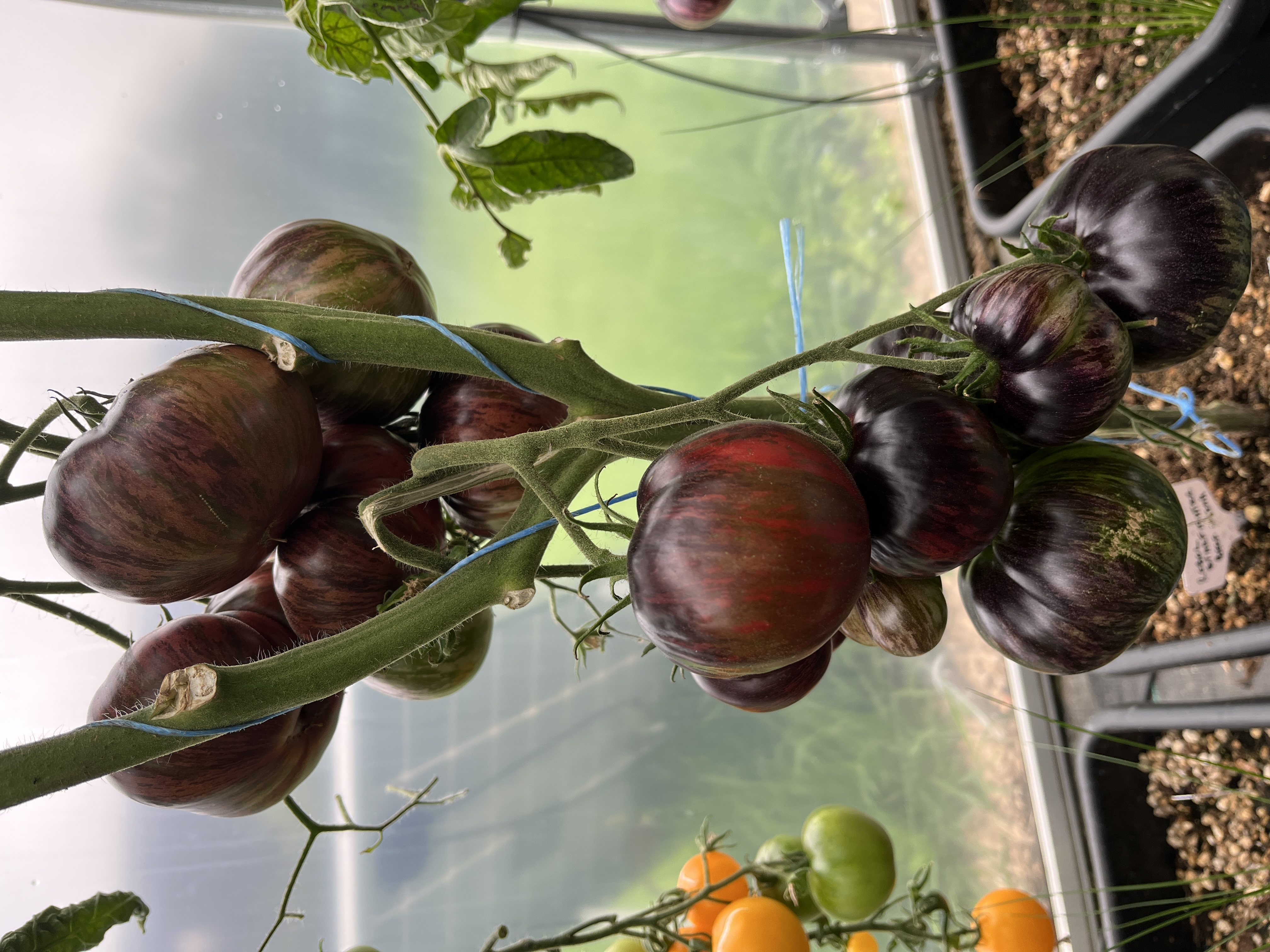 Rebel Starfighter Beefsteak