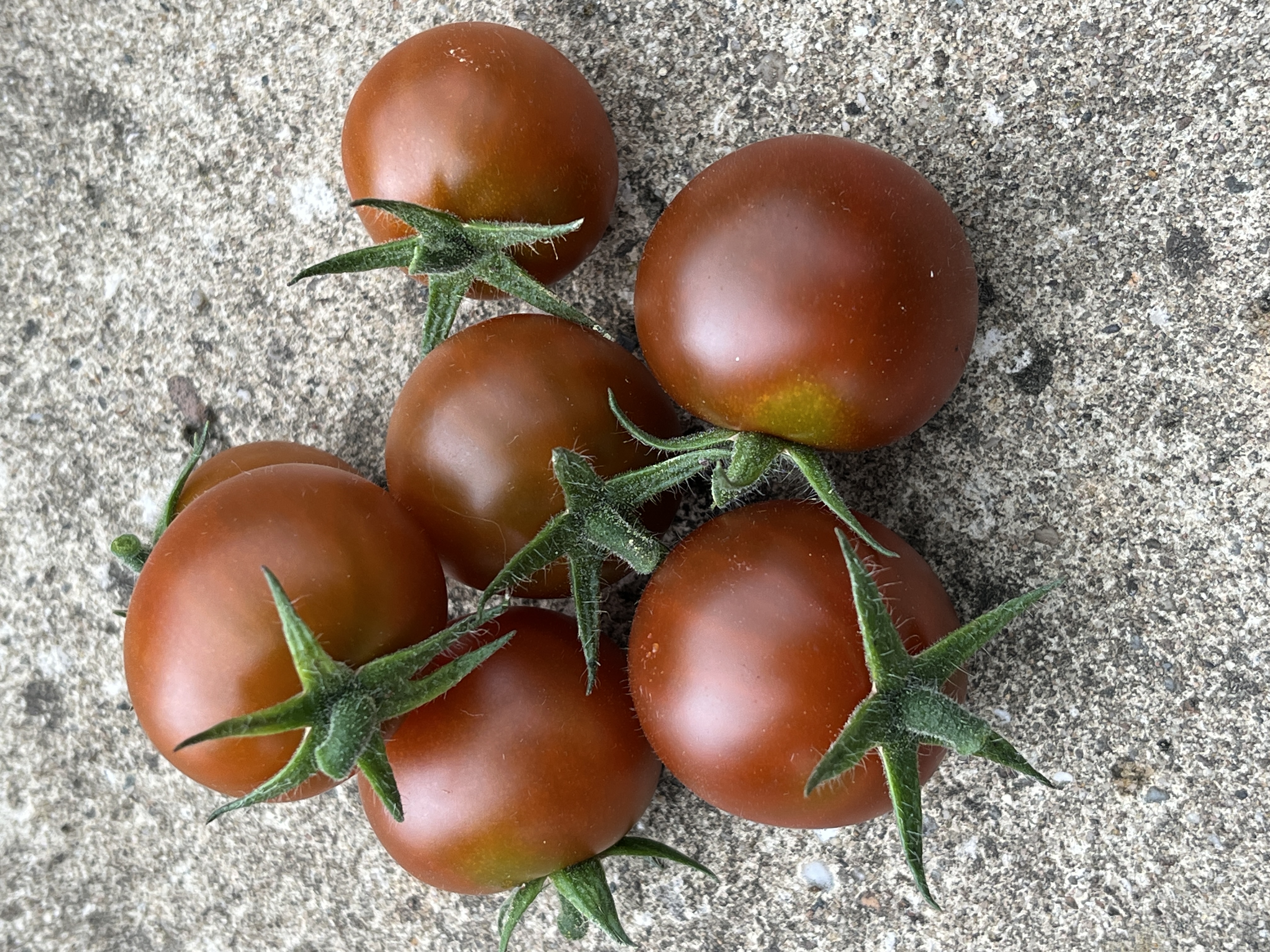 Copper Currant