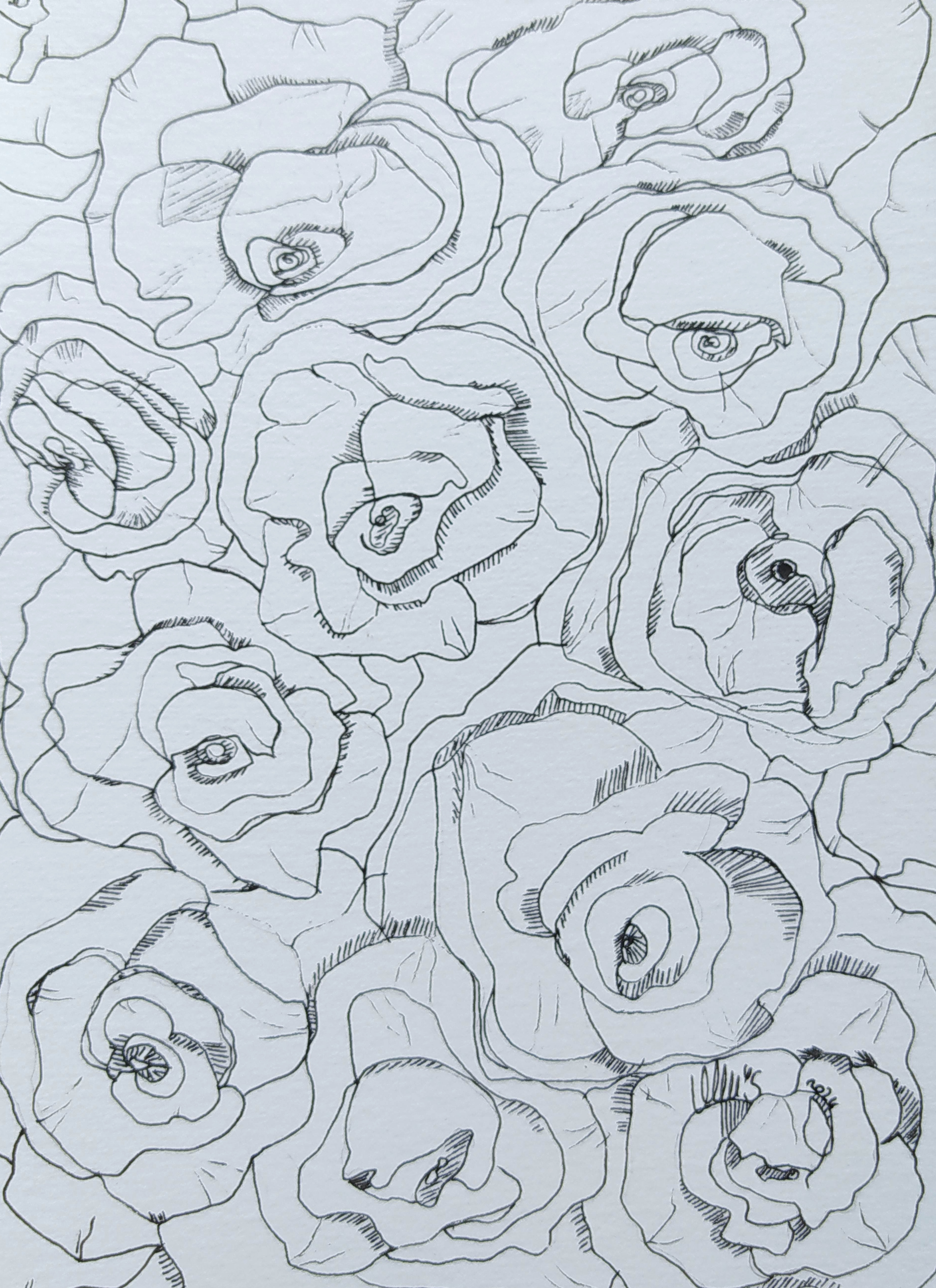 Série Roses- Dessin