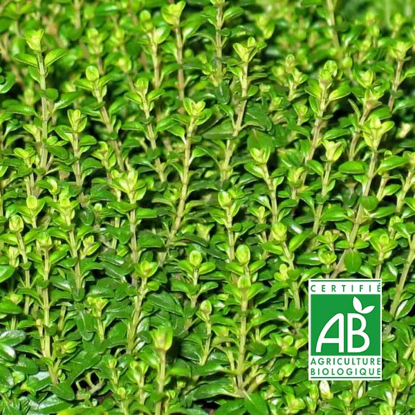 Tisane de Thym Citron bio