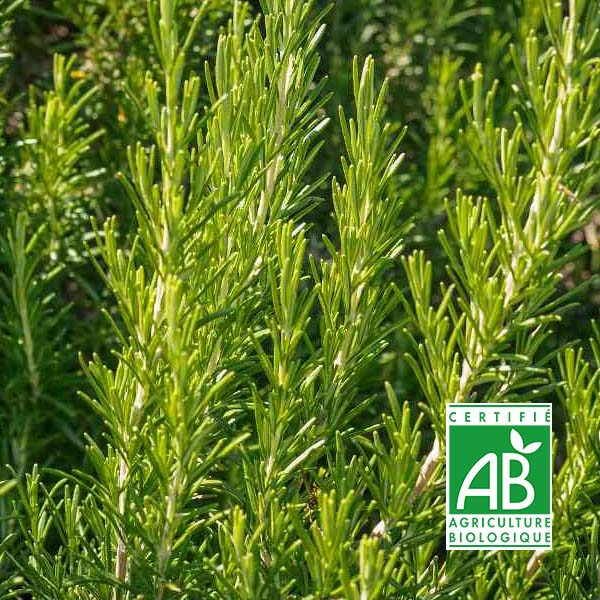 Tisane Romarin bio