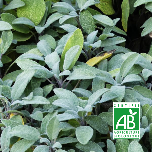 Tisane sauge officinale bio