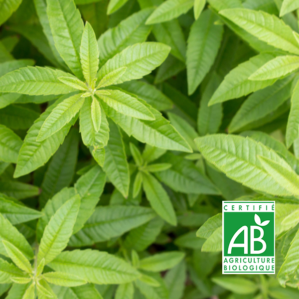 Tisane verveine bio