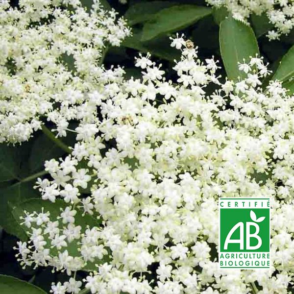 Tisane fleurs de sureau noir bio