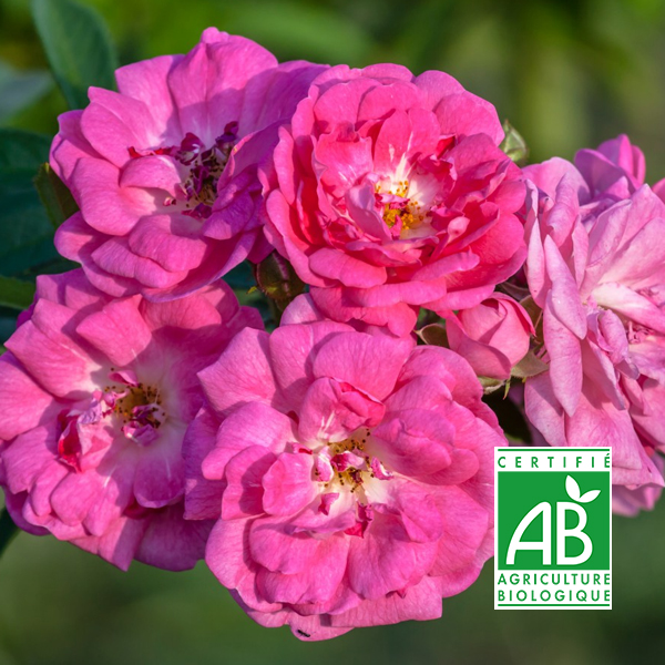 Tisane pétales de rose bio