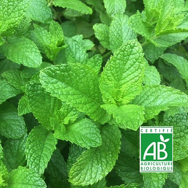 Sirop à la menthe verte - 50 cl