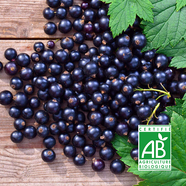 Gelée bio de cassis  - 200 g