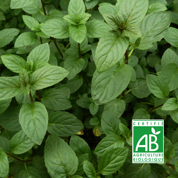 Gelée bio de menthe verte & menthe poivrée - 200 g