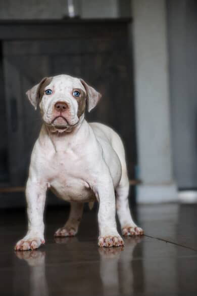 XL White Puppy