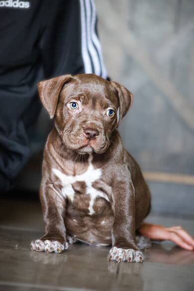 Adorable Brown Puppy