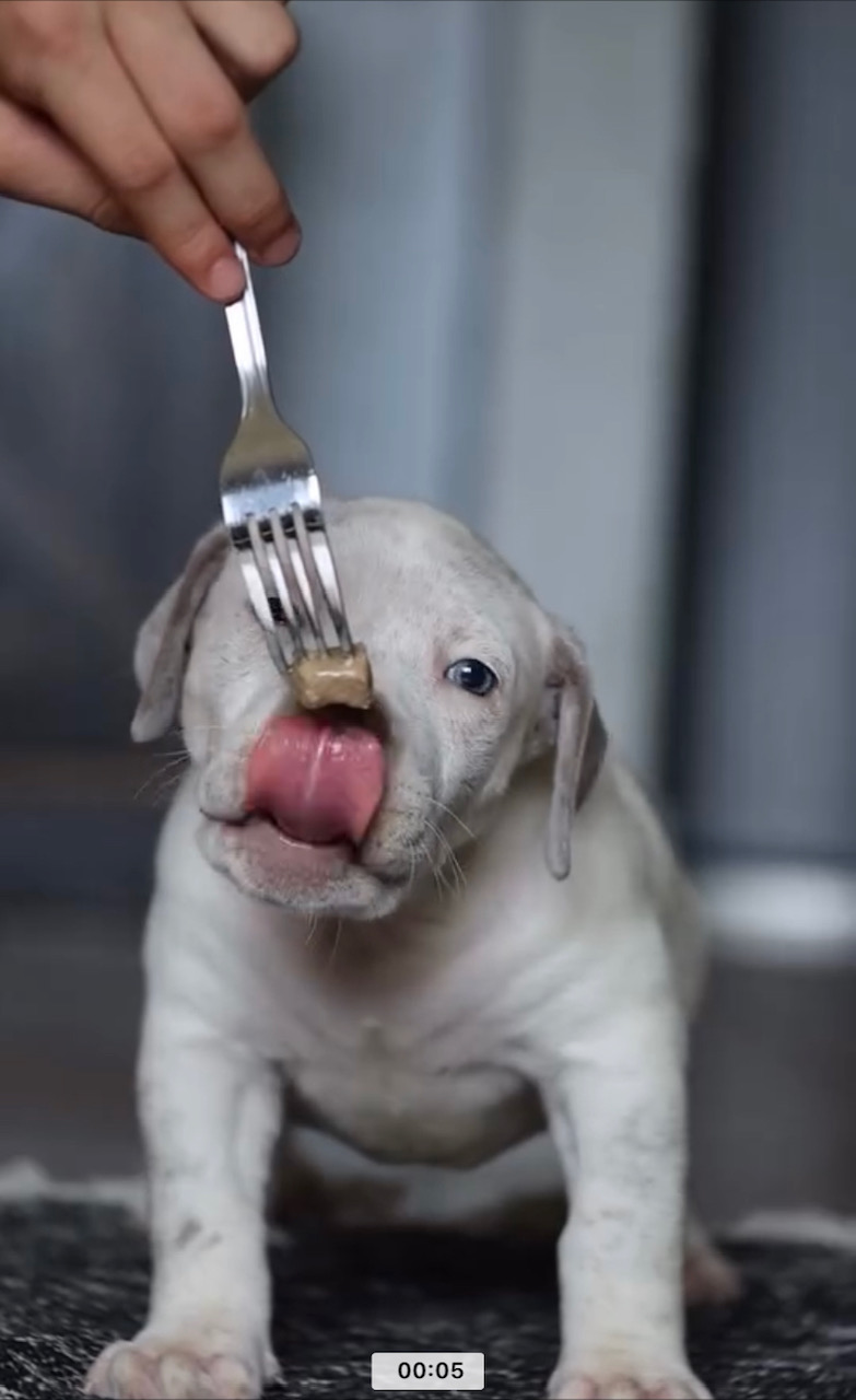 Adorable White Puppy