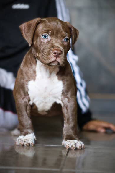 XL Brown and White Puppy