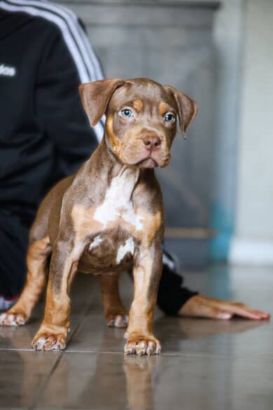 Choc Tri XL pitbull Puppy
