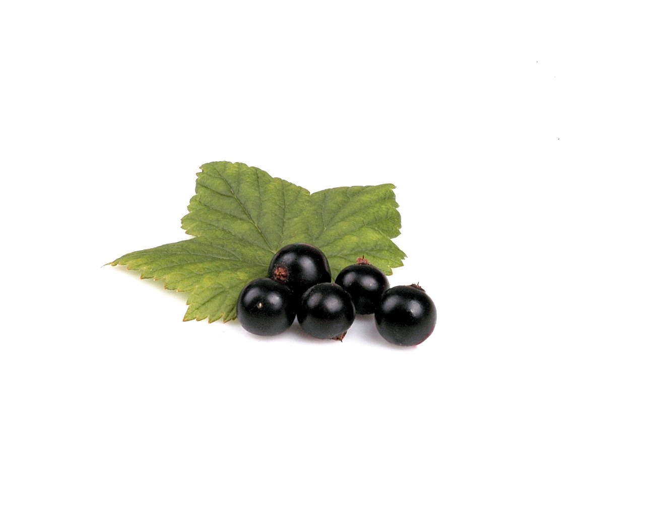 Currant