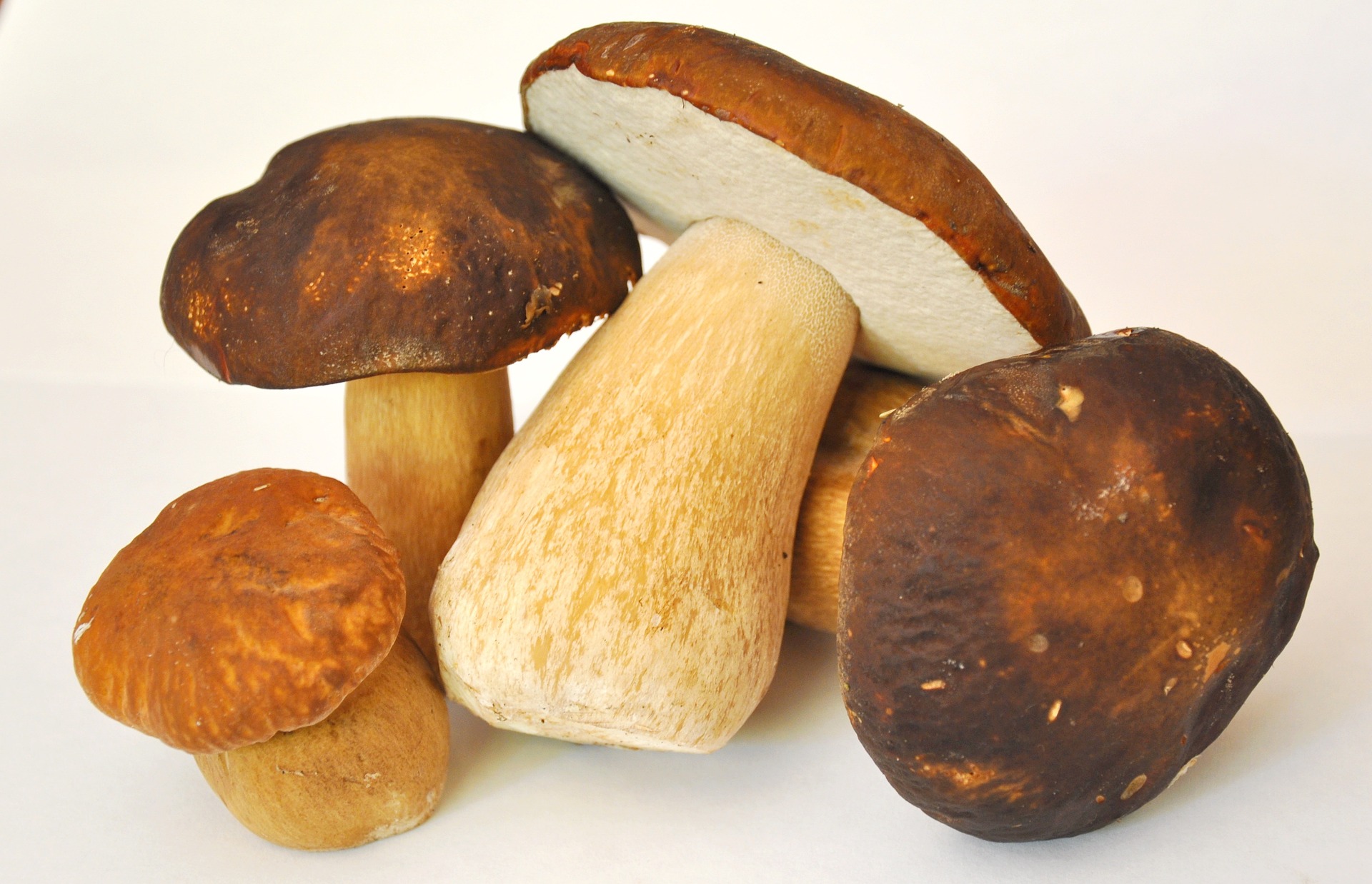 Porcini Mushrooms
