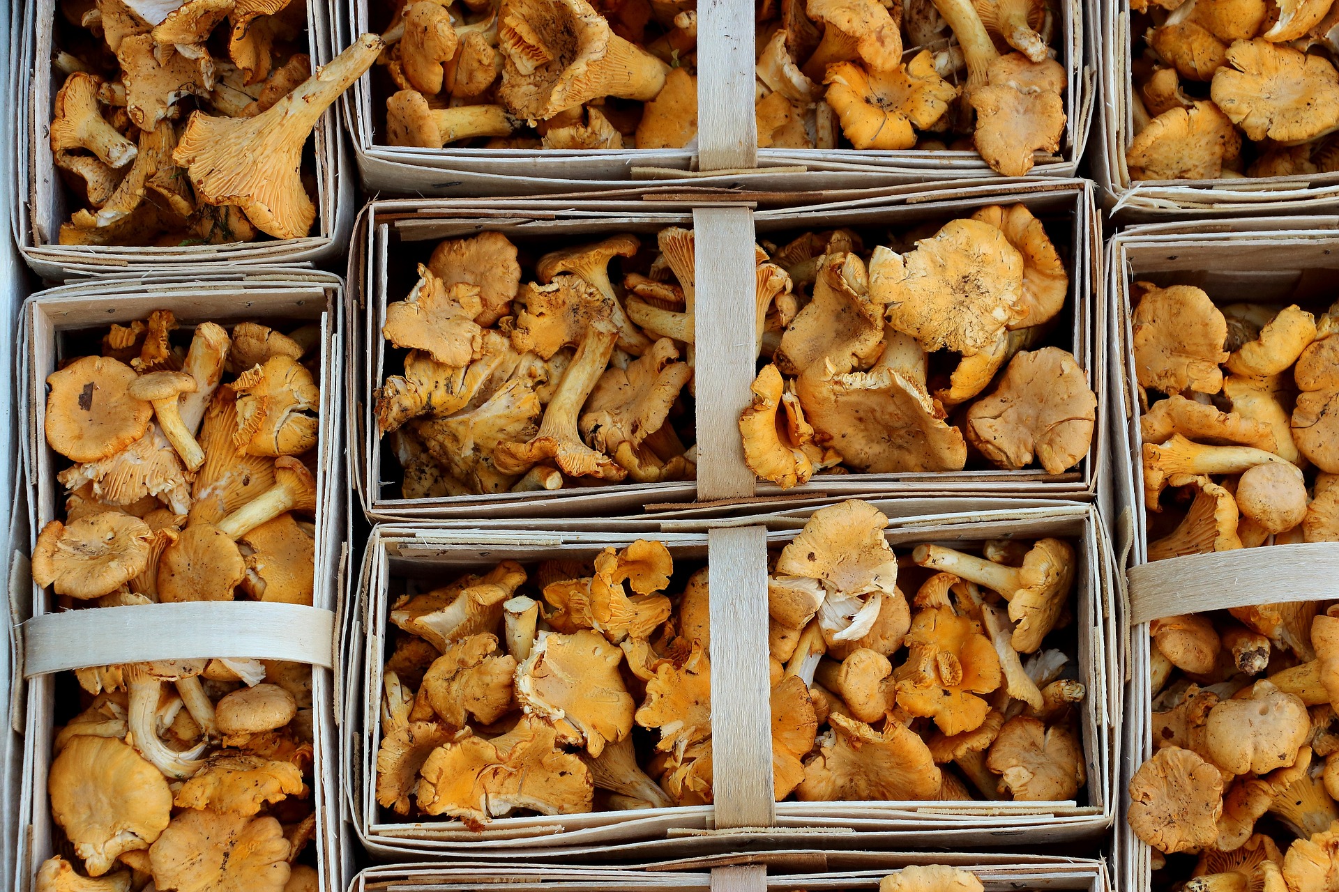 Chanterelle Mushrooms