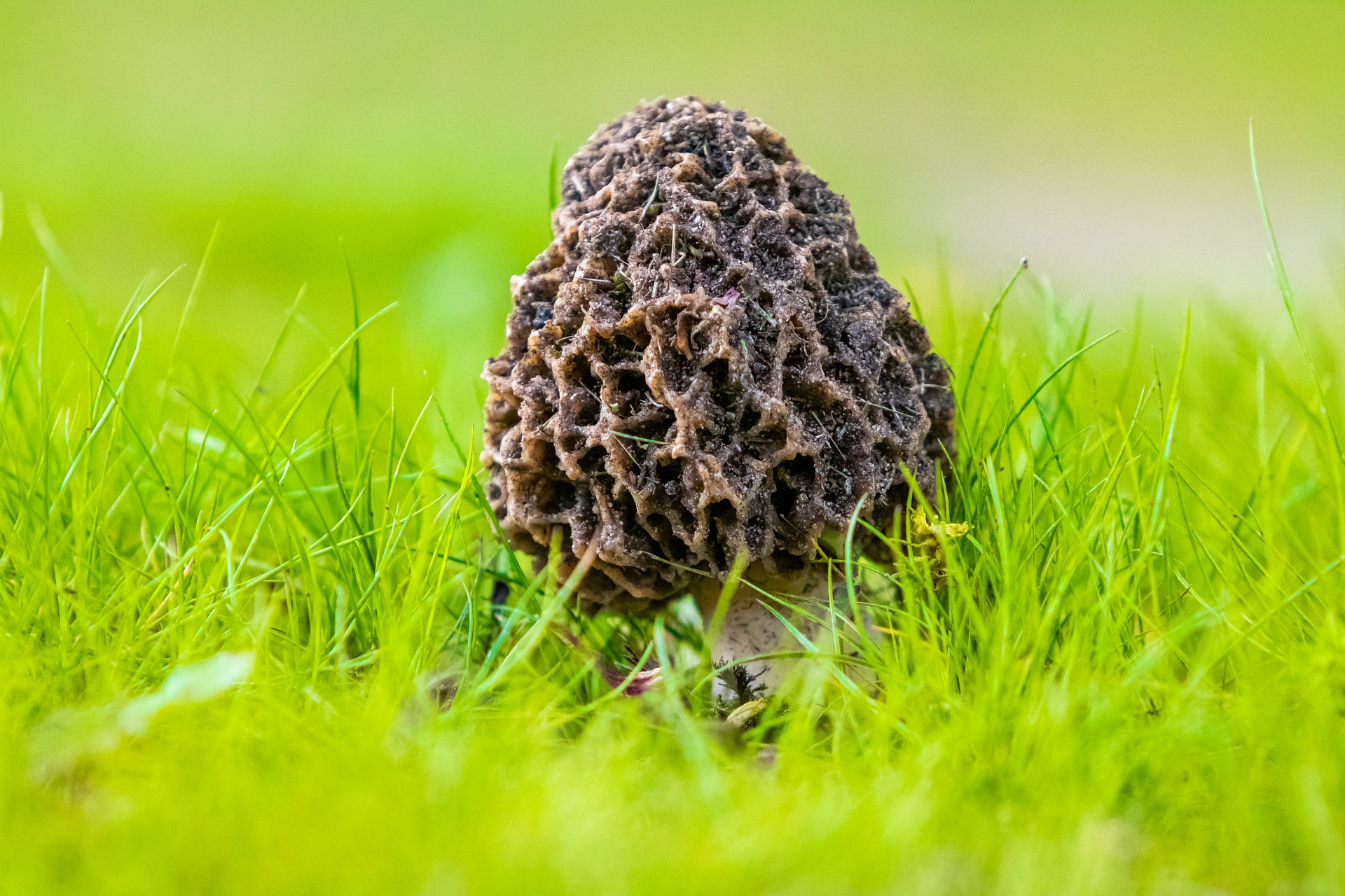 Black Morel