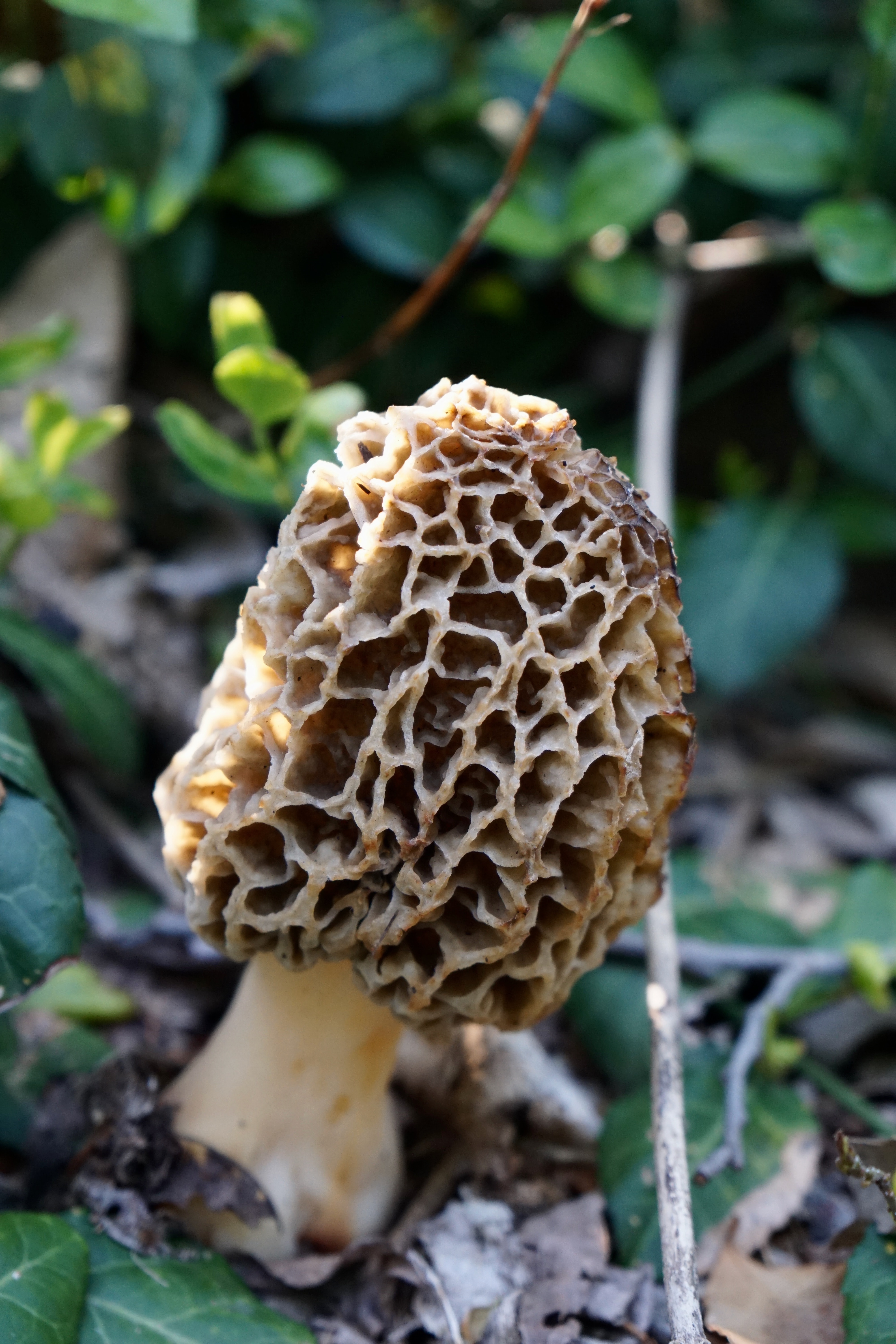 Black Morel