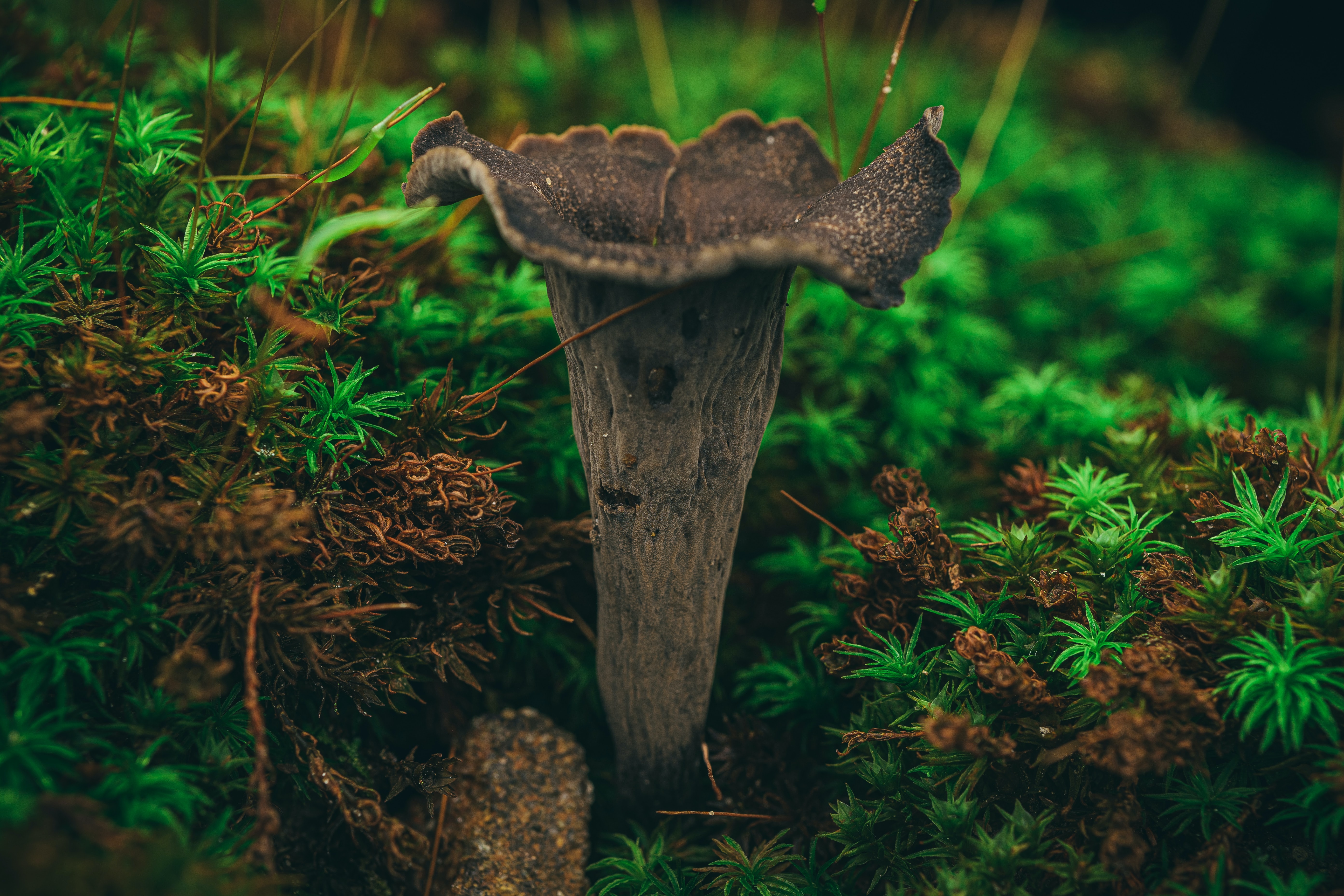 Black Trumpet Chanterelle
