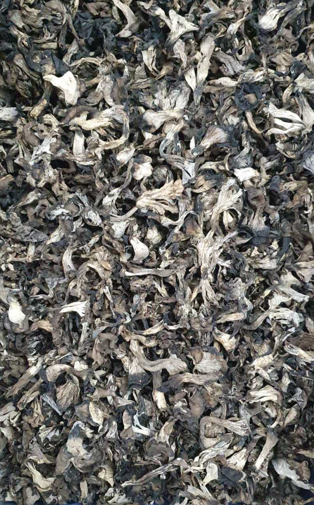 Black Trumpet Chanterelle