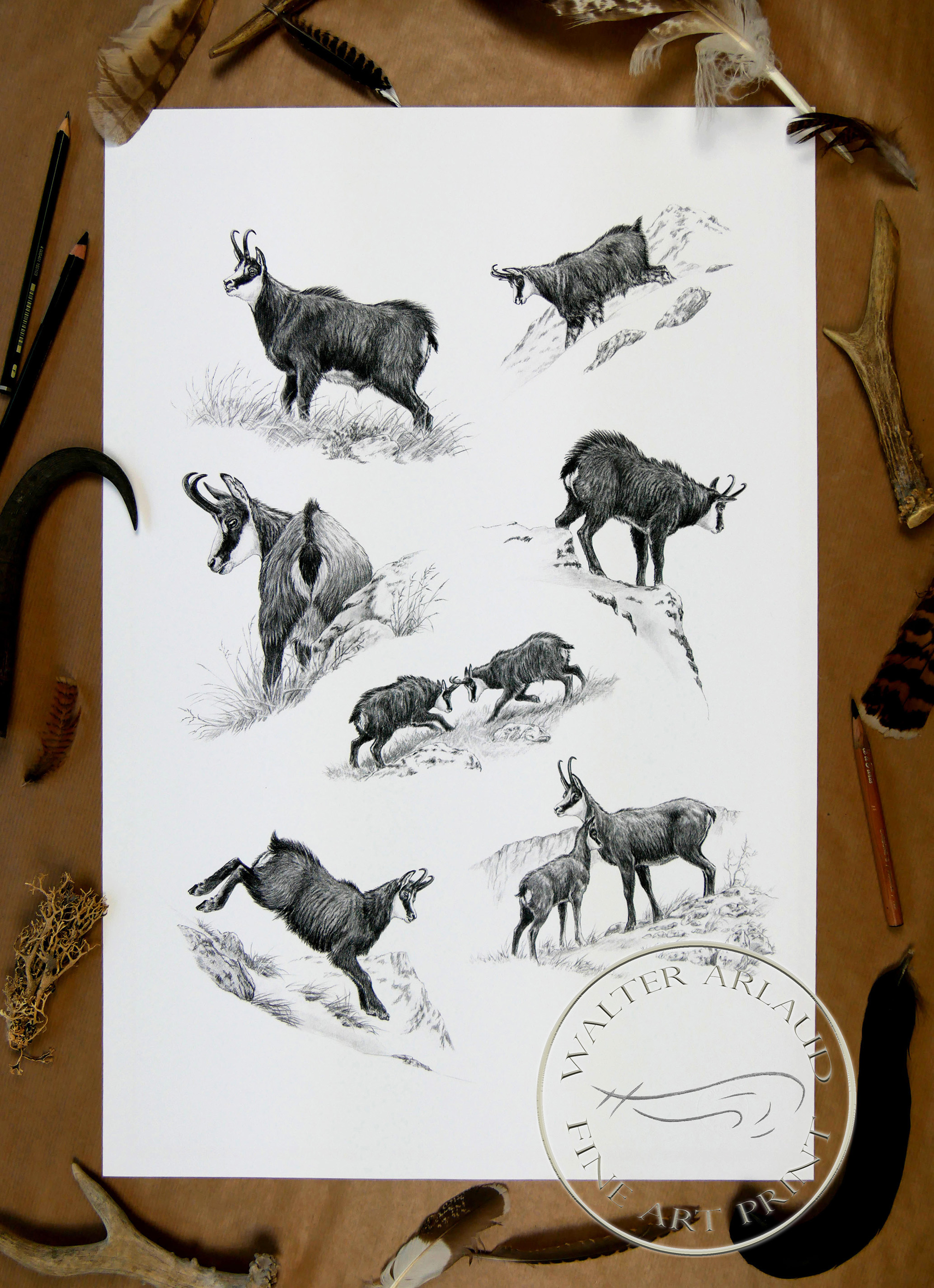 Etude de chamois / Edition limitée Fine Art 
