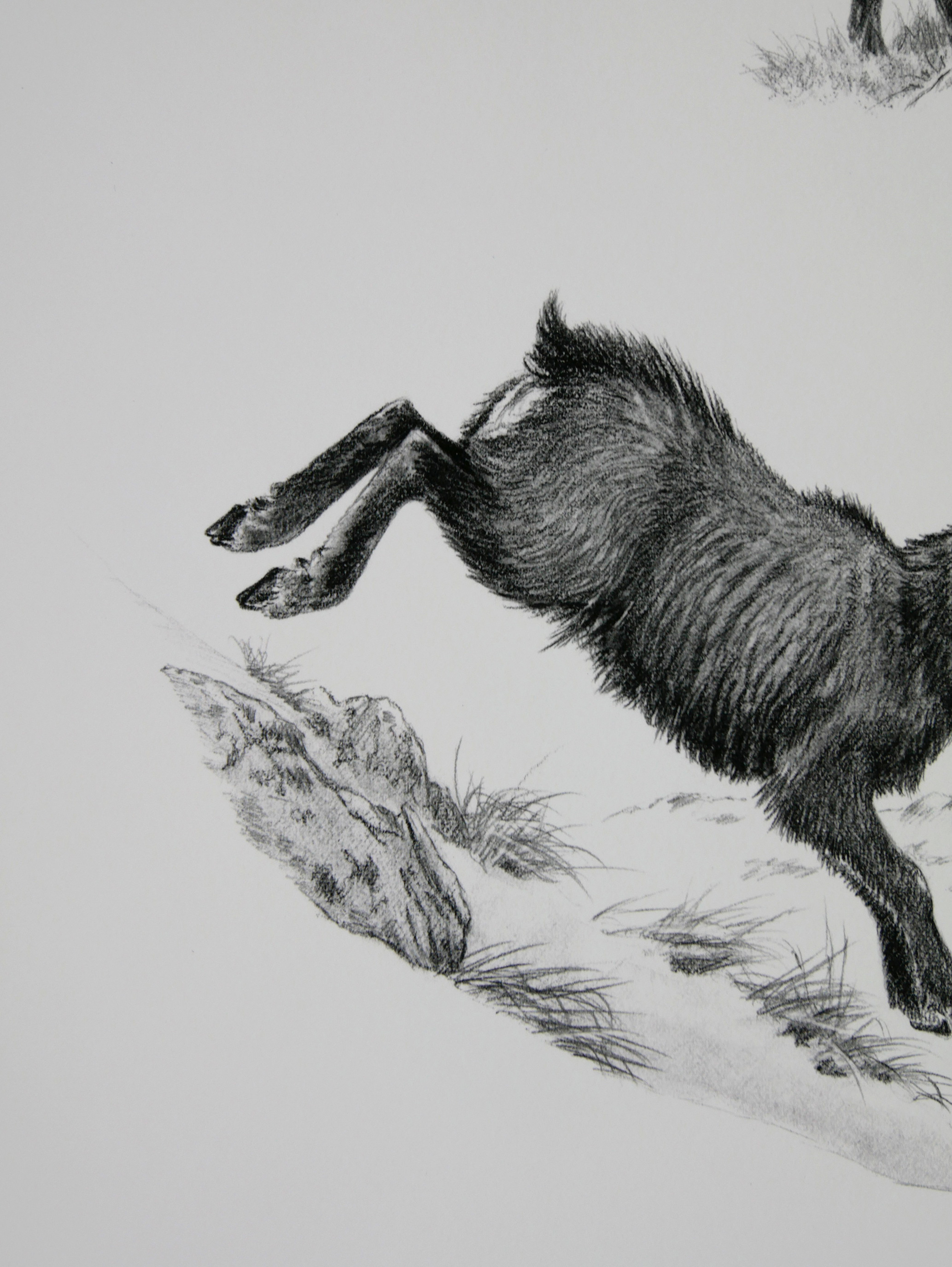 Etude de chamois / Edition limitée Fine Art 