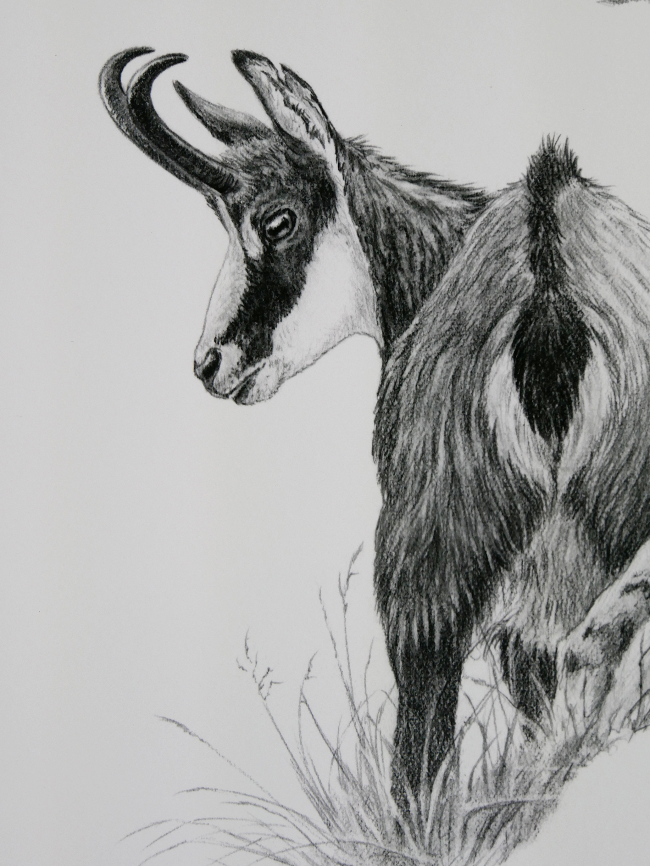 Etude de chamois / Edition limitée Fine Art 