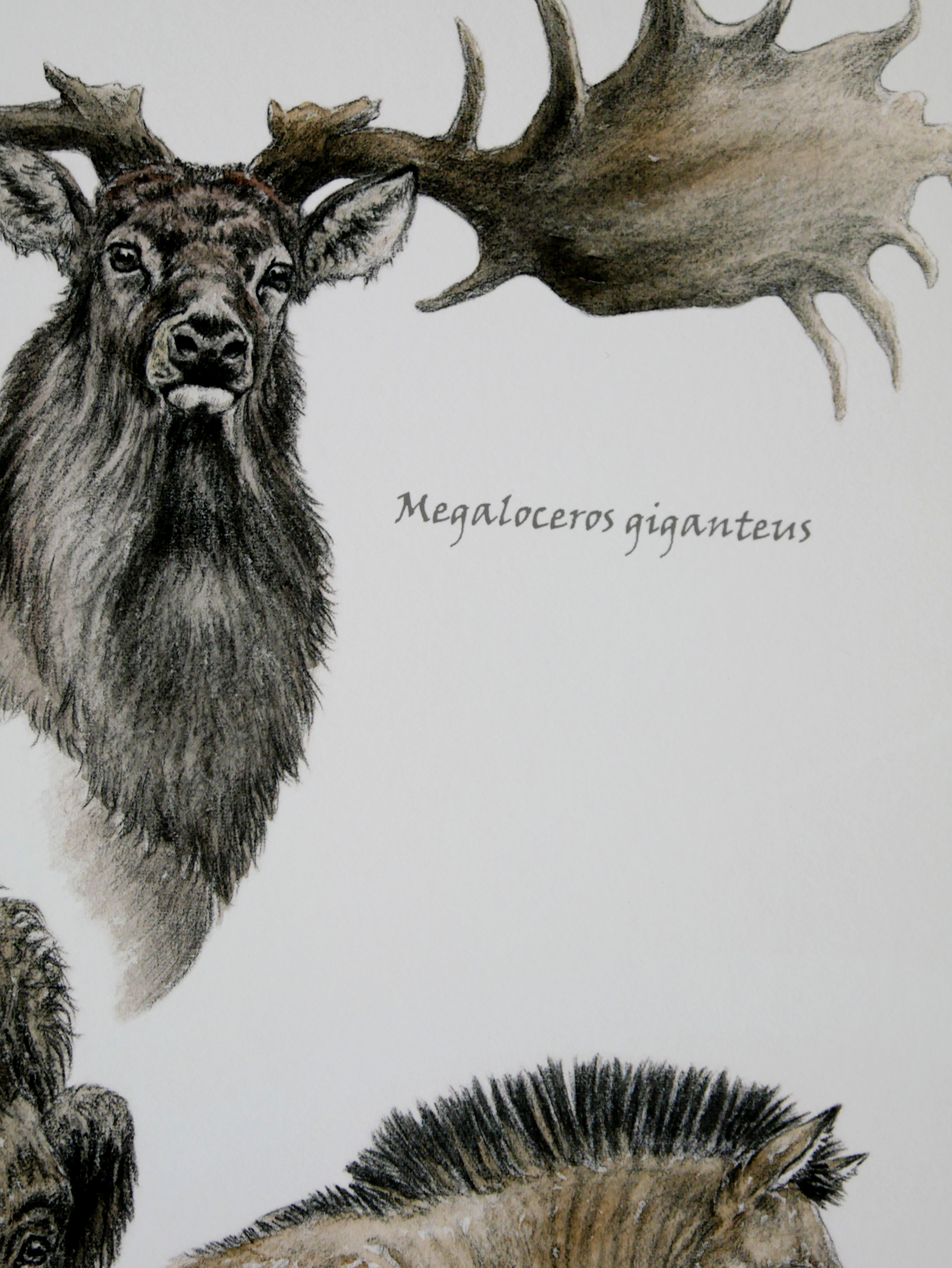 Faune de la préhistoire / Edition limitée Fine Art 