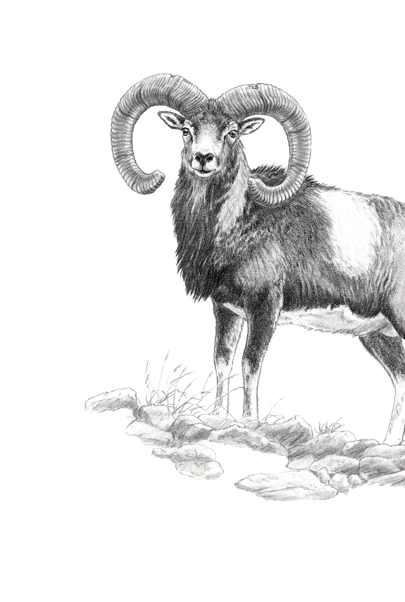 Grande faune / Edition limitée Fine Art 