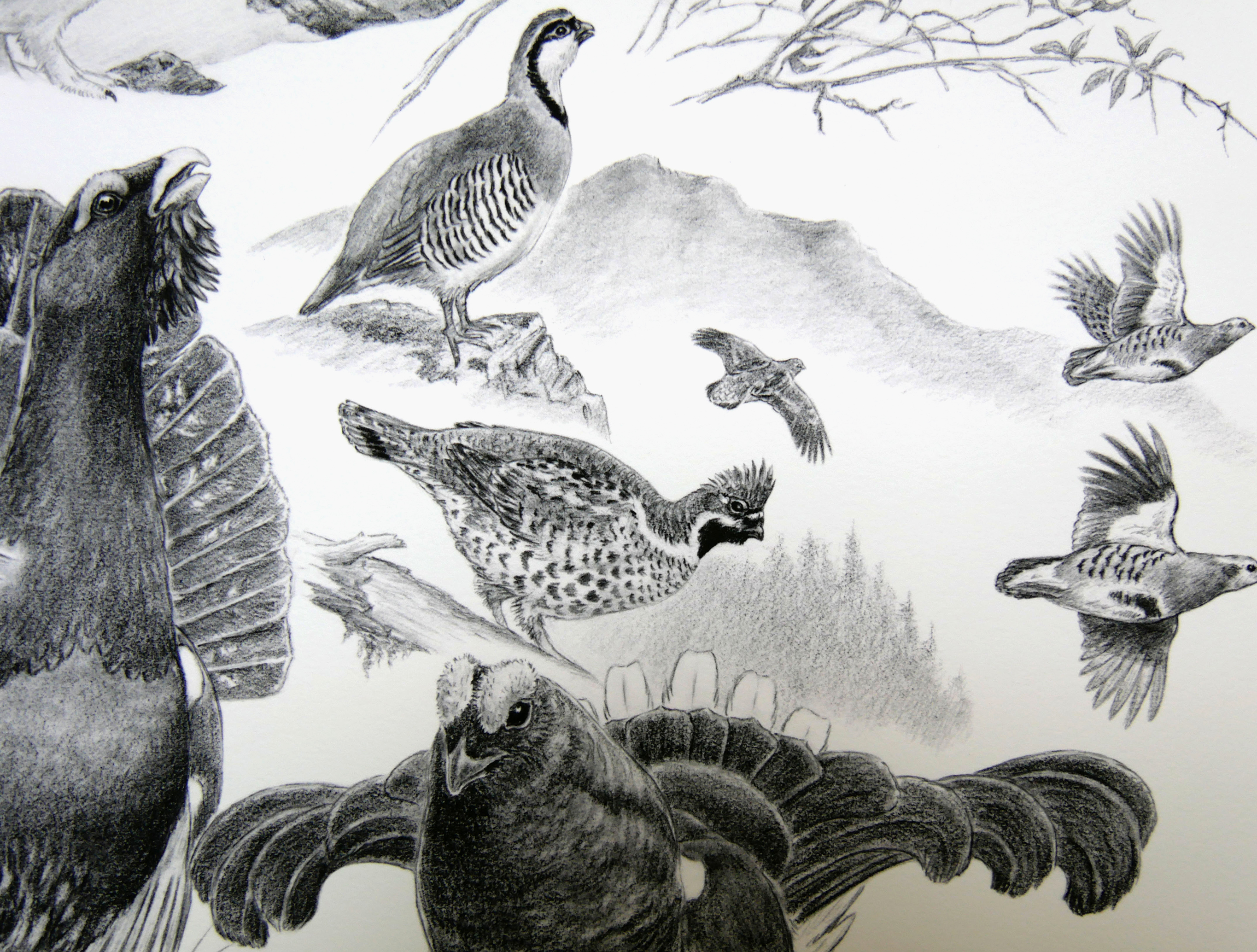 Composition d'oiseaux / Edition limitée Fine Art 