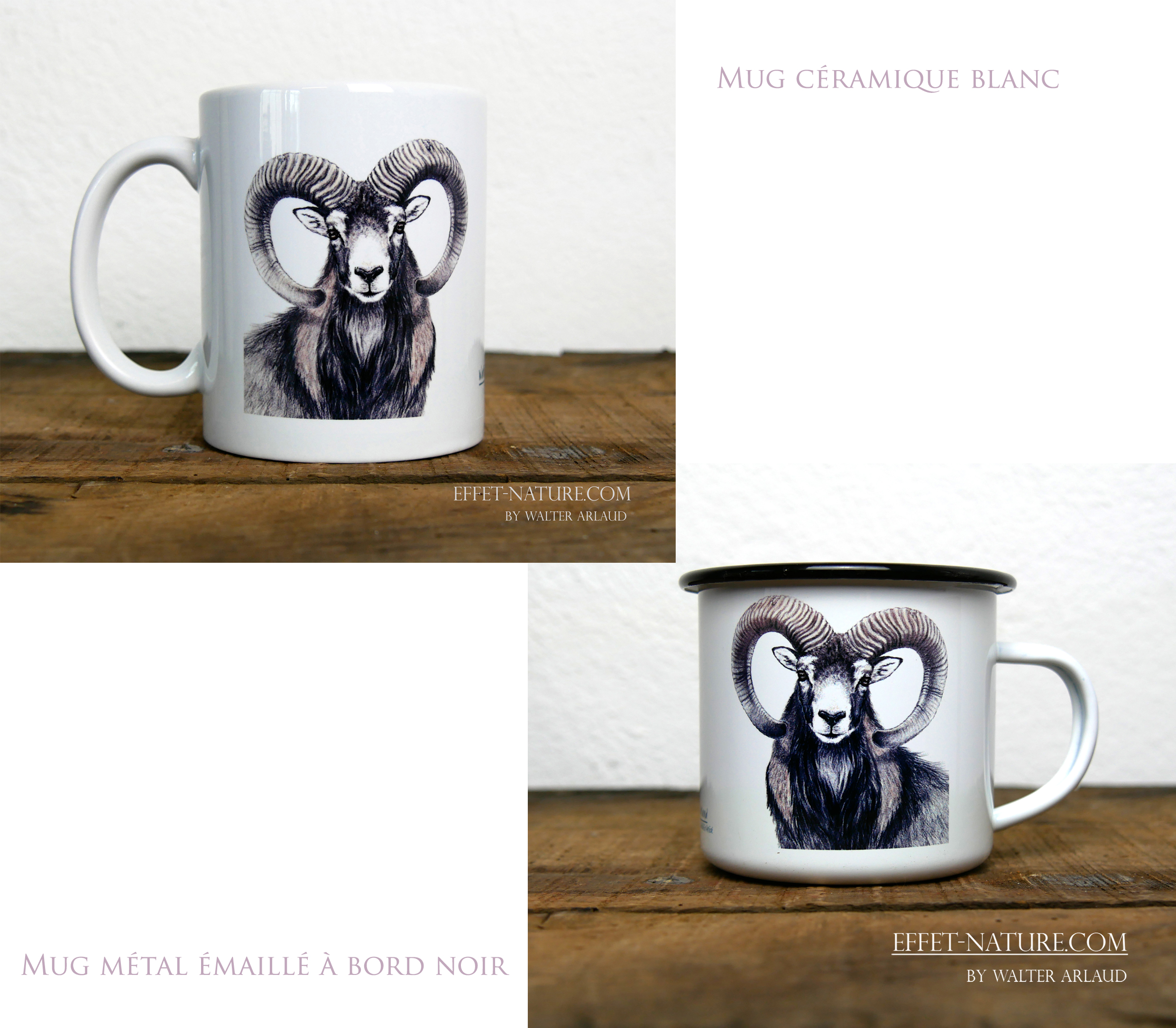 Regards sauvages "Le Mouflon"
