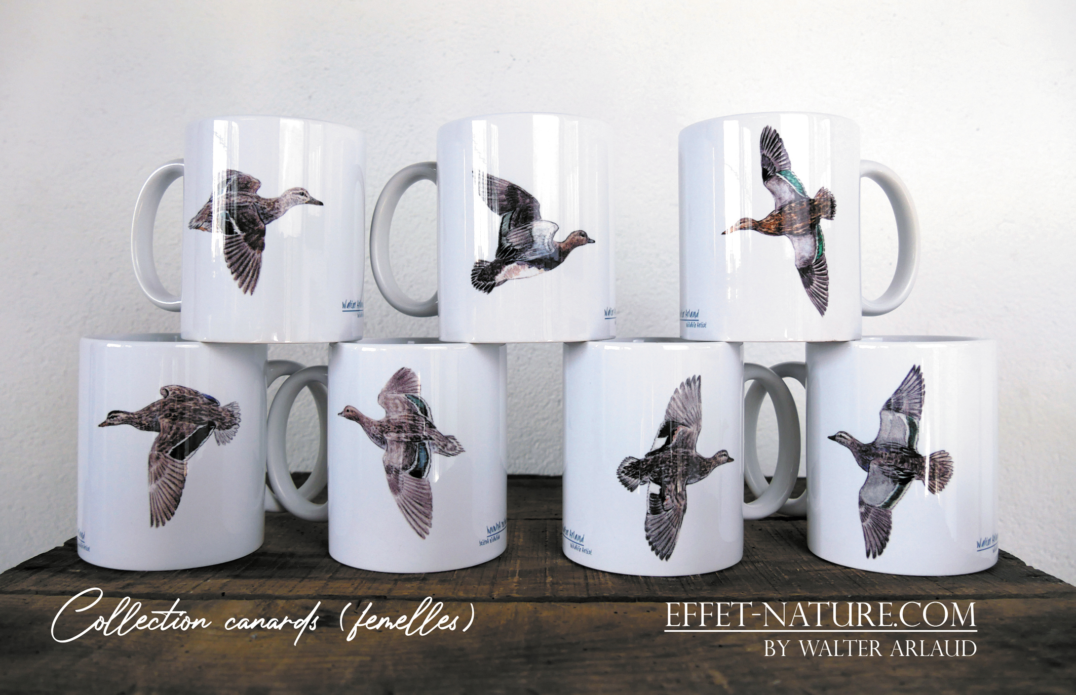 Canards "Sarcelle d'été" mâle et femelle