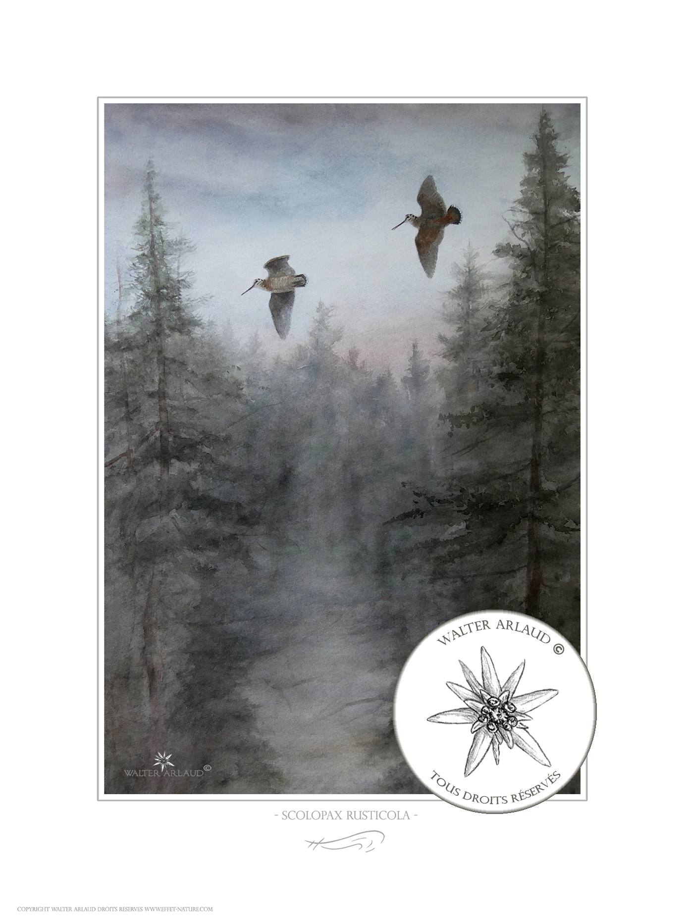 La croule / Bécasse à la passée