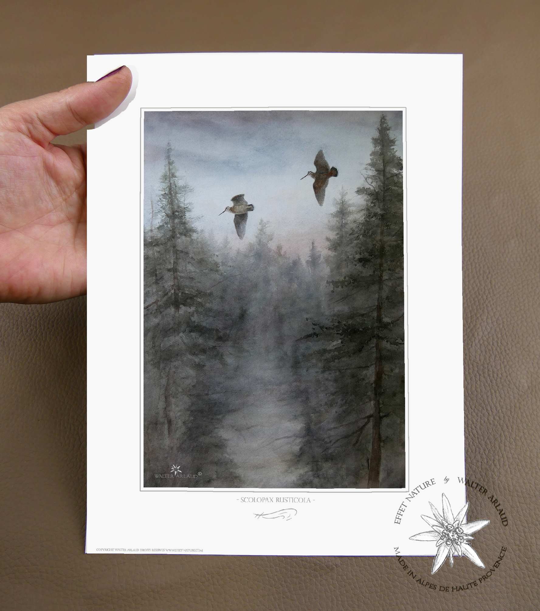 La croule / Bécasse à la passée