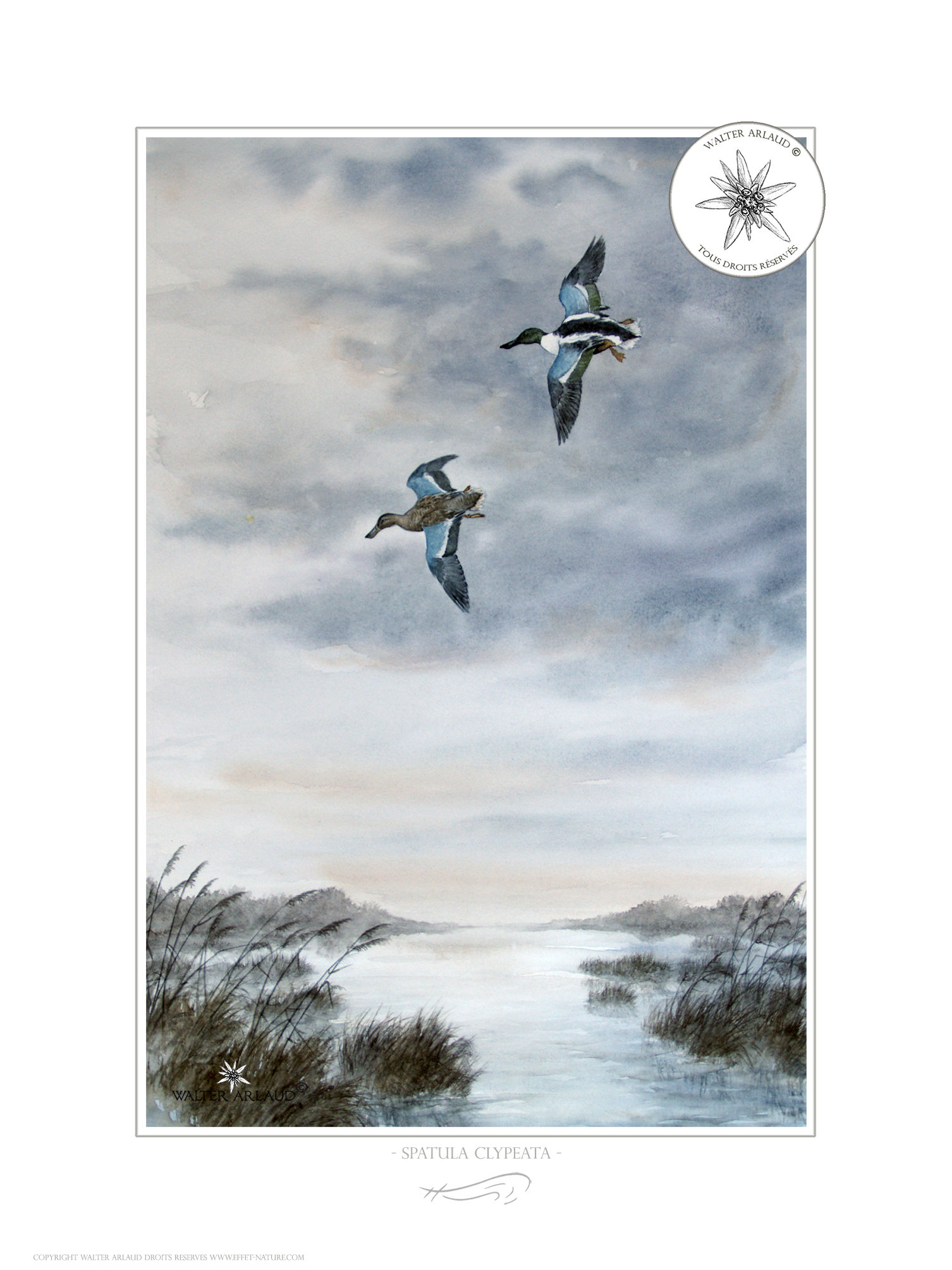 Canards Souchet